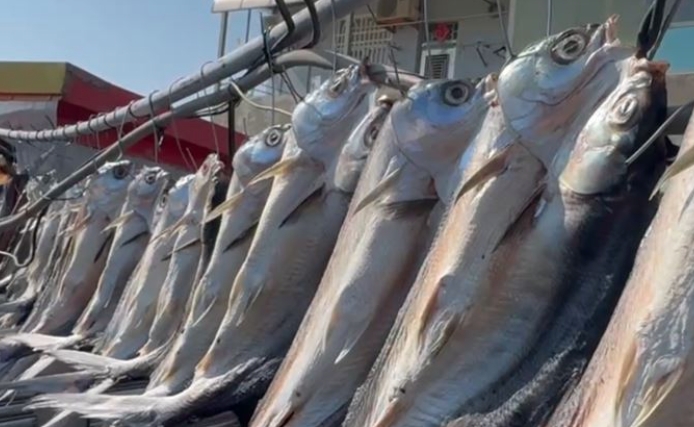 台南七股區龍山里長處理虱目魚製作一夜干時，發現魚體在死亡超過10小時後仍出現顫動。（翻攝畫面）