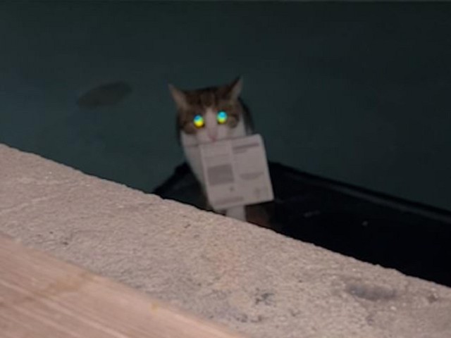 招財貓無誤！喵星人「打獵」叼來一張刮刮樂彩券送主人，真的中獎。（翻自《每日郵報》）