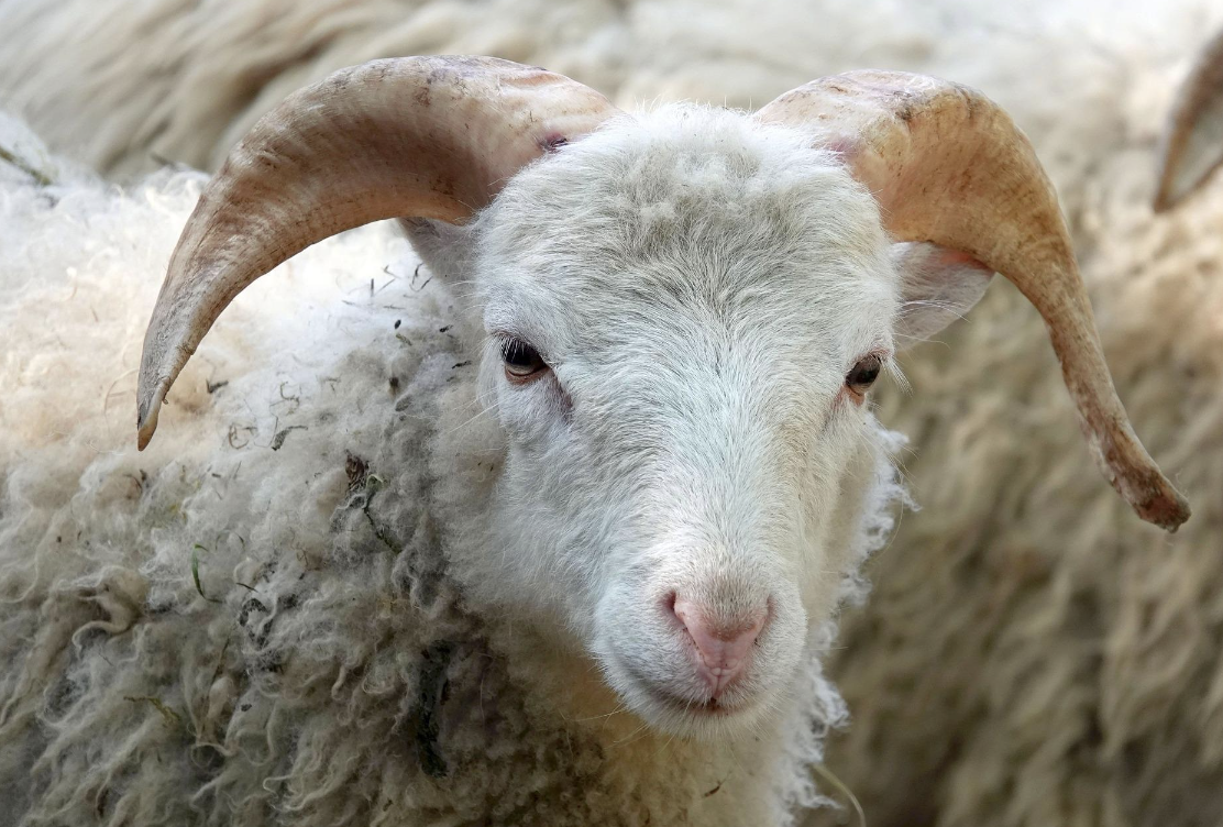 屏東一間乳羊場爆出布氏桿菌病（Brucellosis）。（示意圖，pixabay）