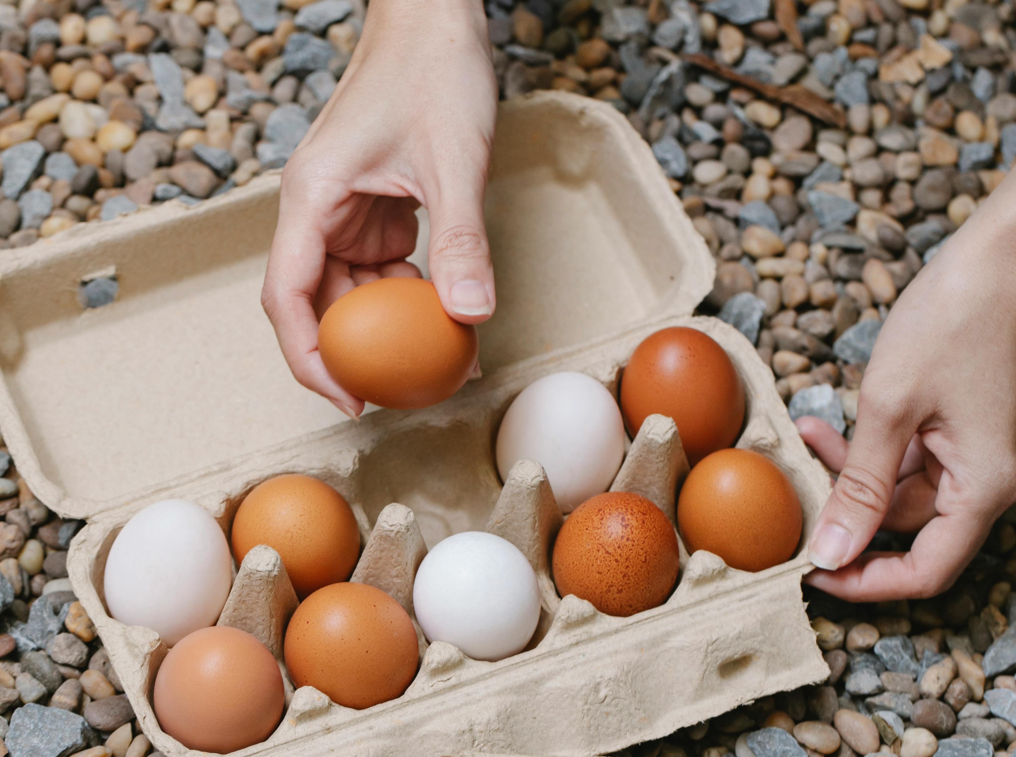 針對紅殼蛋比白殼蛋營養的迷思，日本廚師解答，其實兩種顏色的蛋營養相同，差別只是蛋雞的品種，圖為示意圖。（翻攝自Pexels圖庫）