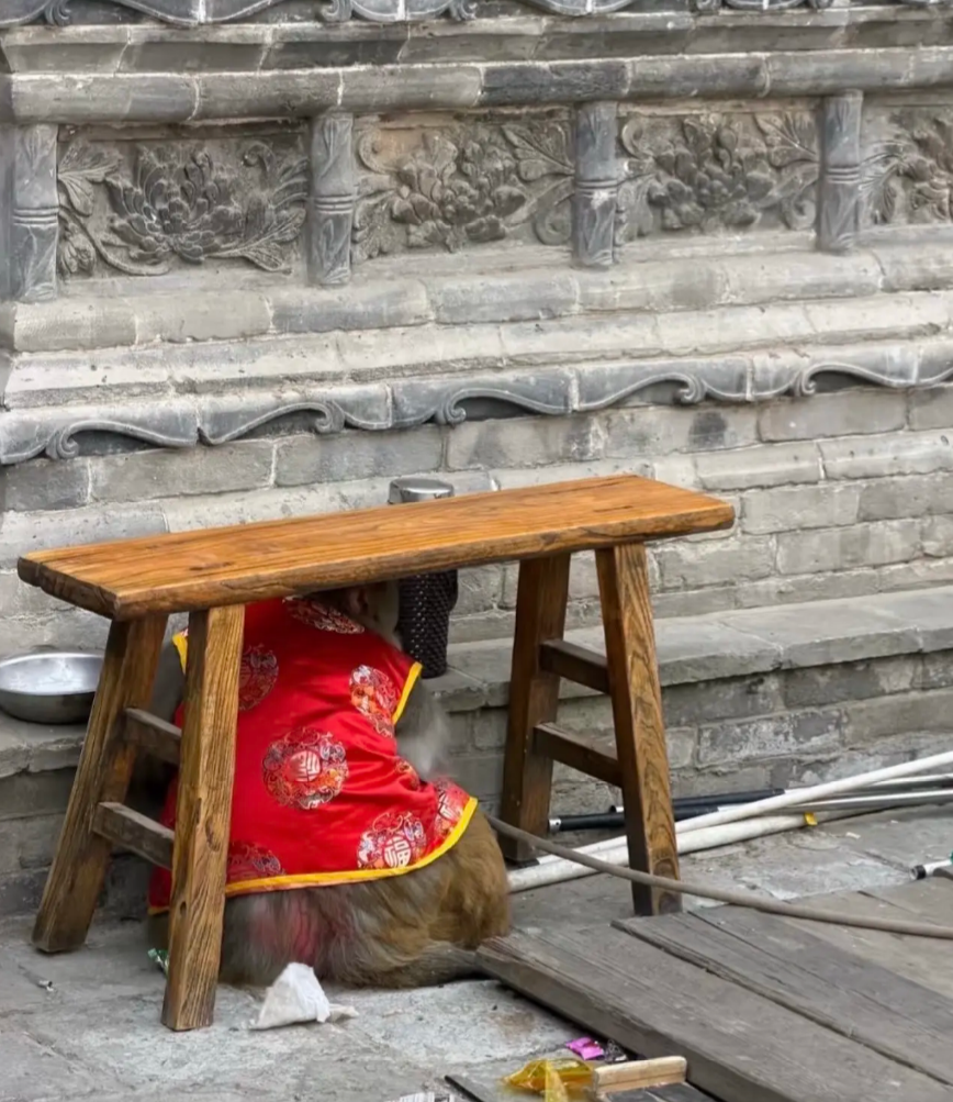 龍泉古鎮耍猴表演涉嫌虐待動物。(翻攝抖音)