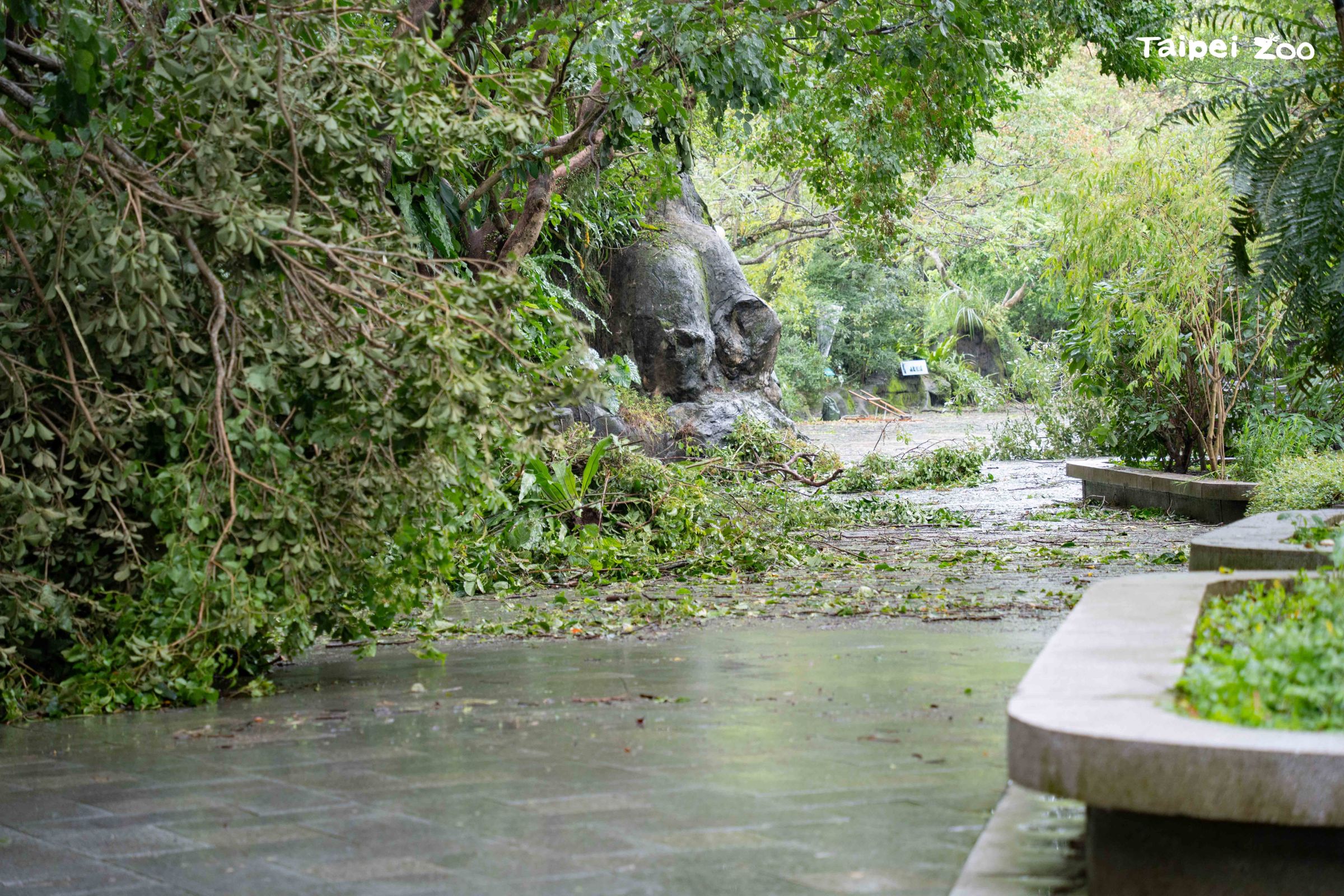 臺灣動物區植栽倒塌。（台北市立動物園提供）