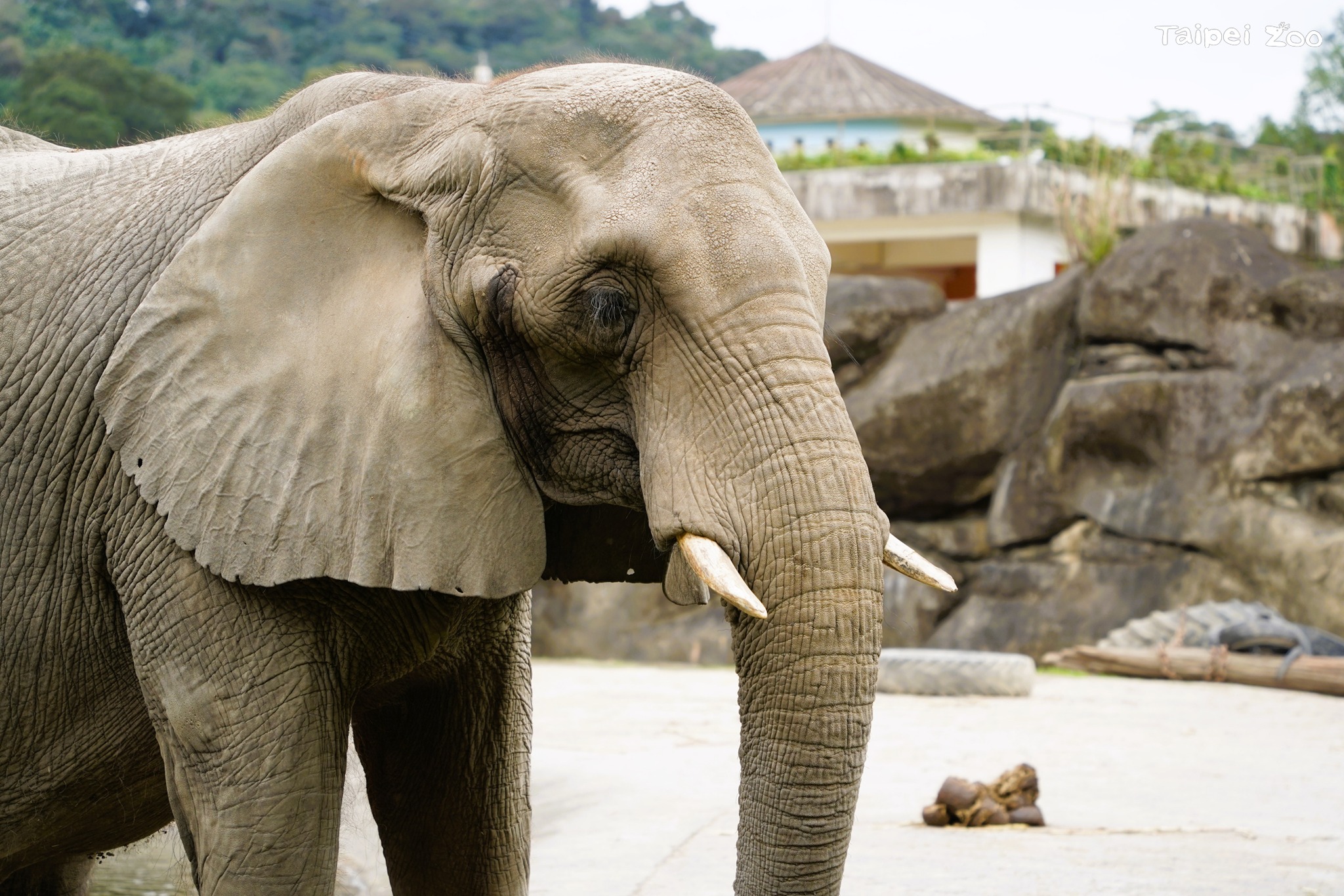 再也看不到牠了…台北動物園非洲象「美代」病重安樂死，於昨晚安詳離世。（台北市立動物園提供）