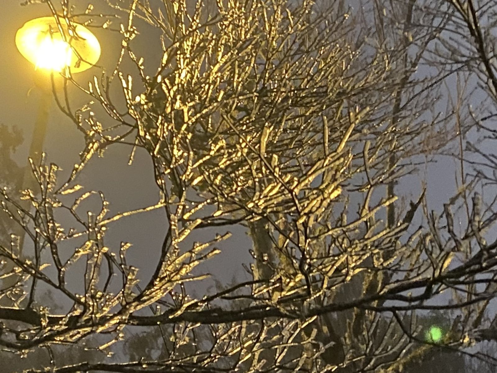 太平山今天凌晨降到零下3度,清晨6點到零下4度,園區出現霧凇美景。(林業及自然保育署宜蘭分署提供)