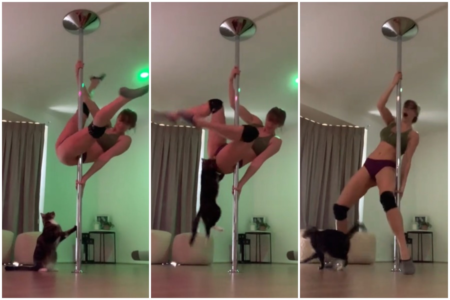 已經當媽的職業鋼管舞者史邦婷分享練舞時被家貓突襲的影片，吸引超過290萬觀看數。（翻攝自tiktok@stephbuntt）