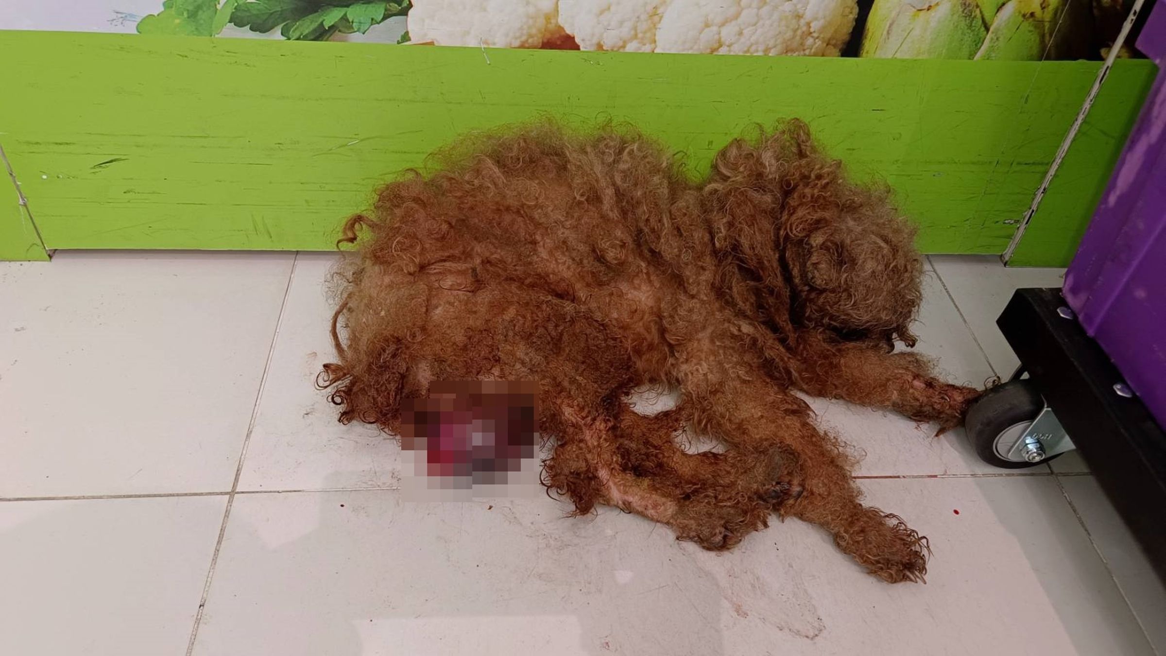 民眾通報貴賓犬下腹部受傷滲血。（新北動保處提供）