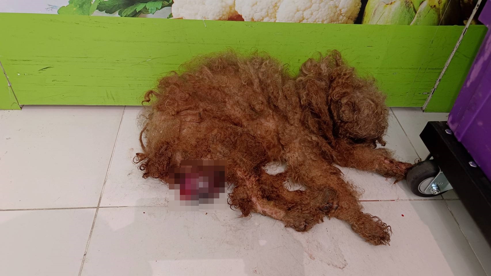 民眾通報貴賓犬下腹部受傷滲血。（新北動保處提供）