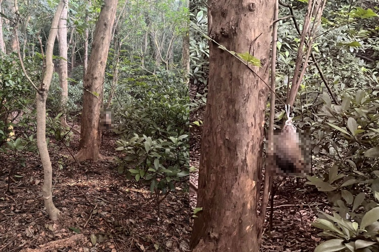新竹十八尖山驚傳吊掛死貓，現場畫面讓健行民眾驚嚇不已；民俗專家揭露「死貓掛樹頭」背後禁忌，源於古代對陰邪的恐懼。（翻攝自臉書 @新竹市議員 黃文政 我好用）