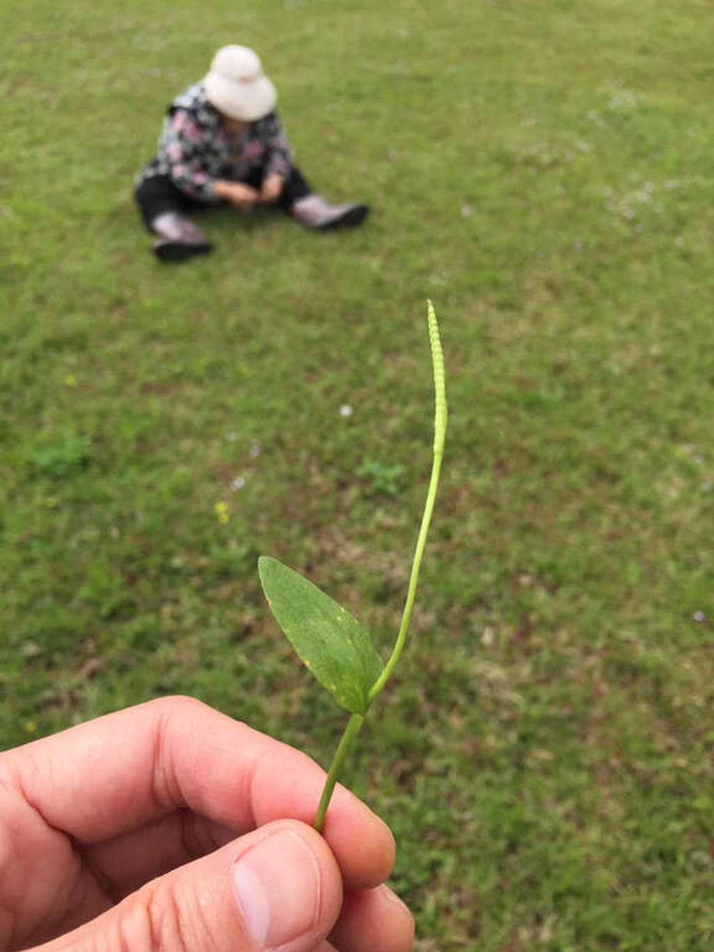中醫師提醒一葉草性寒，注意不要過量食用。（翻攝自北市政府觀光傳播局網站）