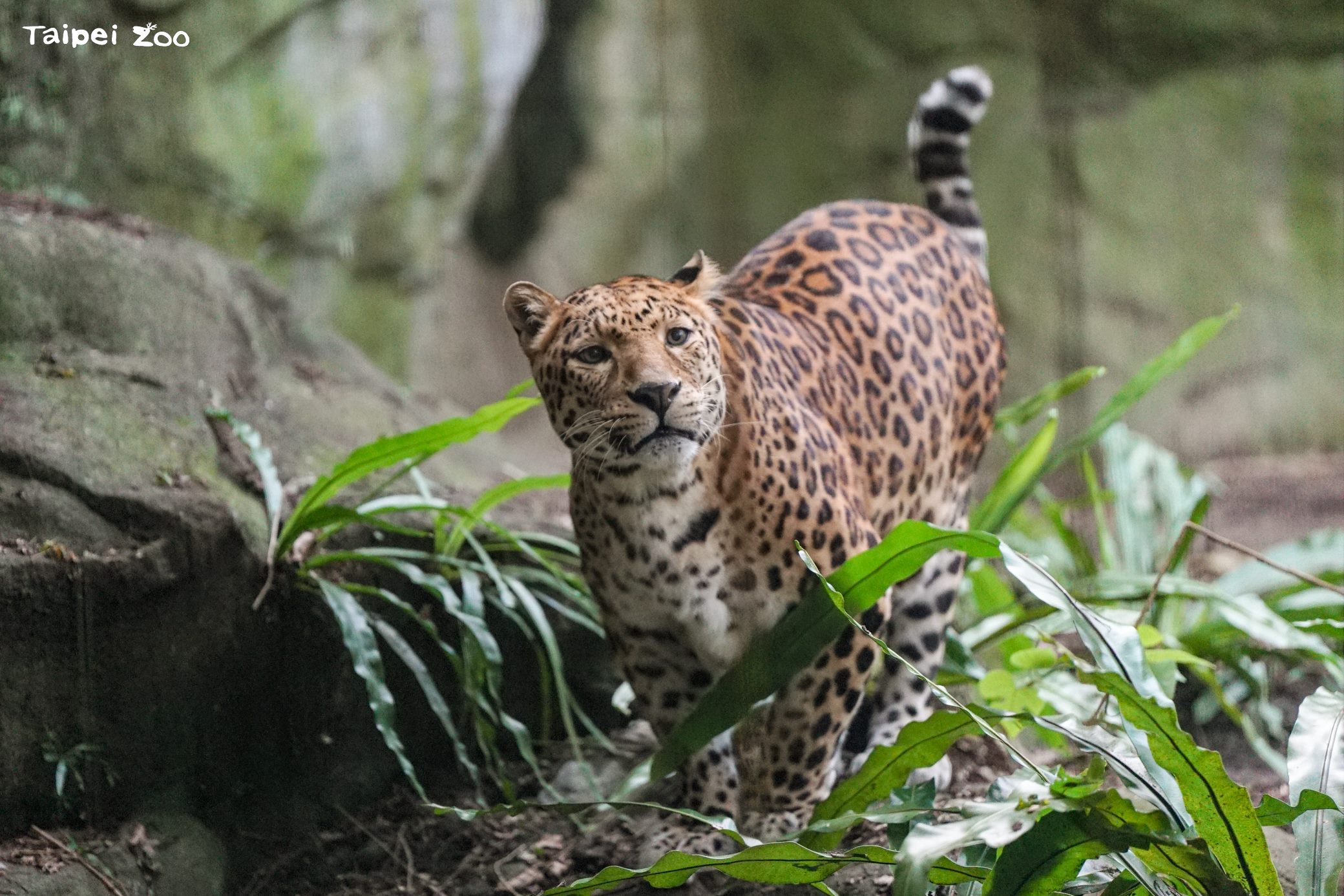 高齡18歲的花豹「花郎」出發去動物星球了。（台北市立動物園提供）