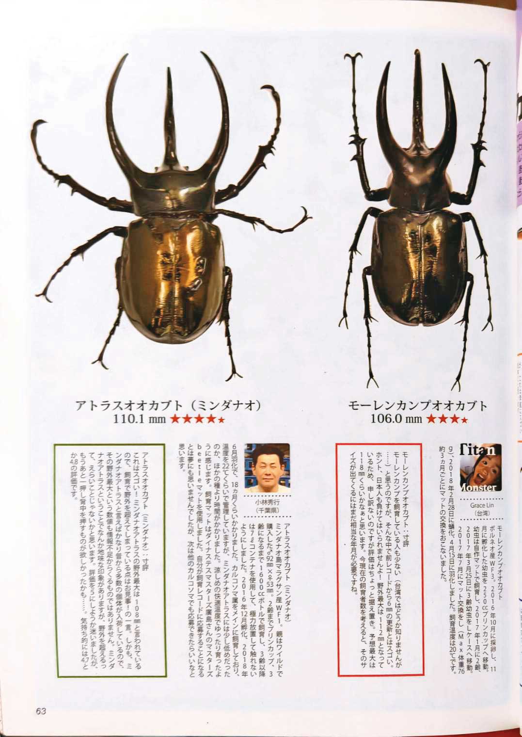 柯心平曾以全球最大婆羅洲南洋大兜蟲紀錄，登上全球甲蟲權威雜誌。（柯心平提供）