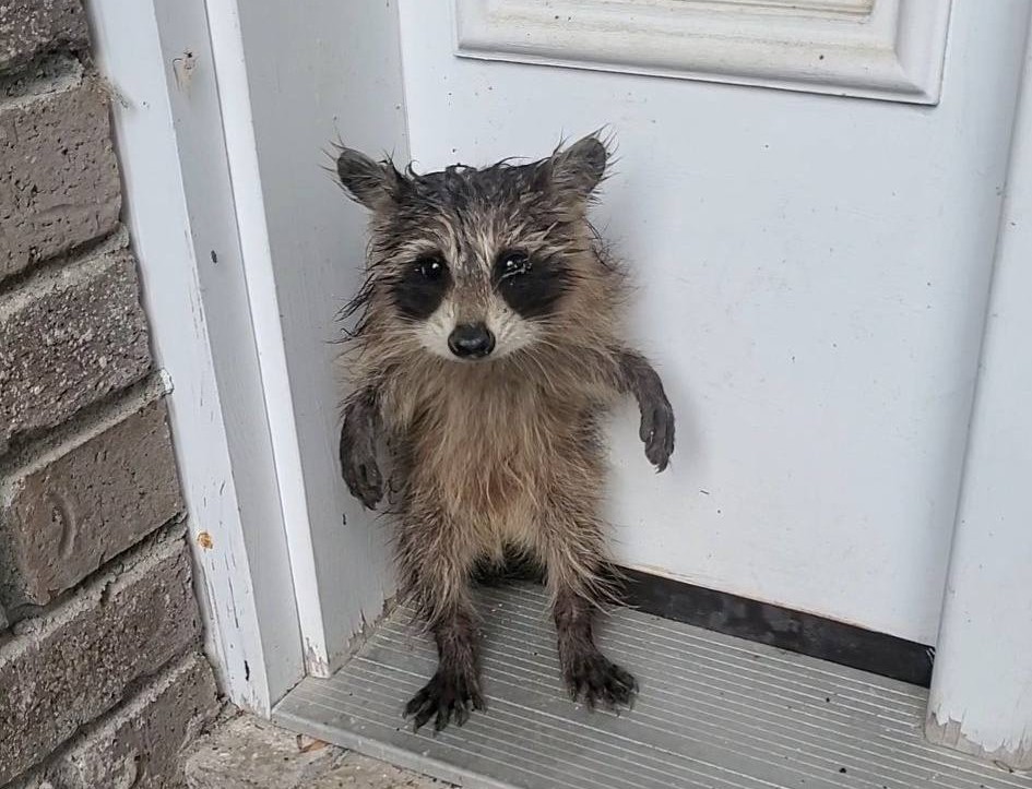 小浣熊以2條後腿站立，且睜著無辜的雙眼看著救援人員，萌到不少網友。（翻攝自臉書@Belchertown Animal Control）