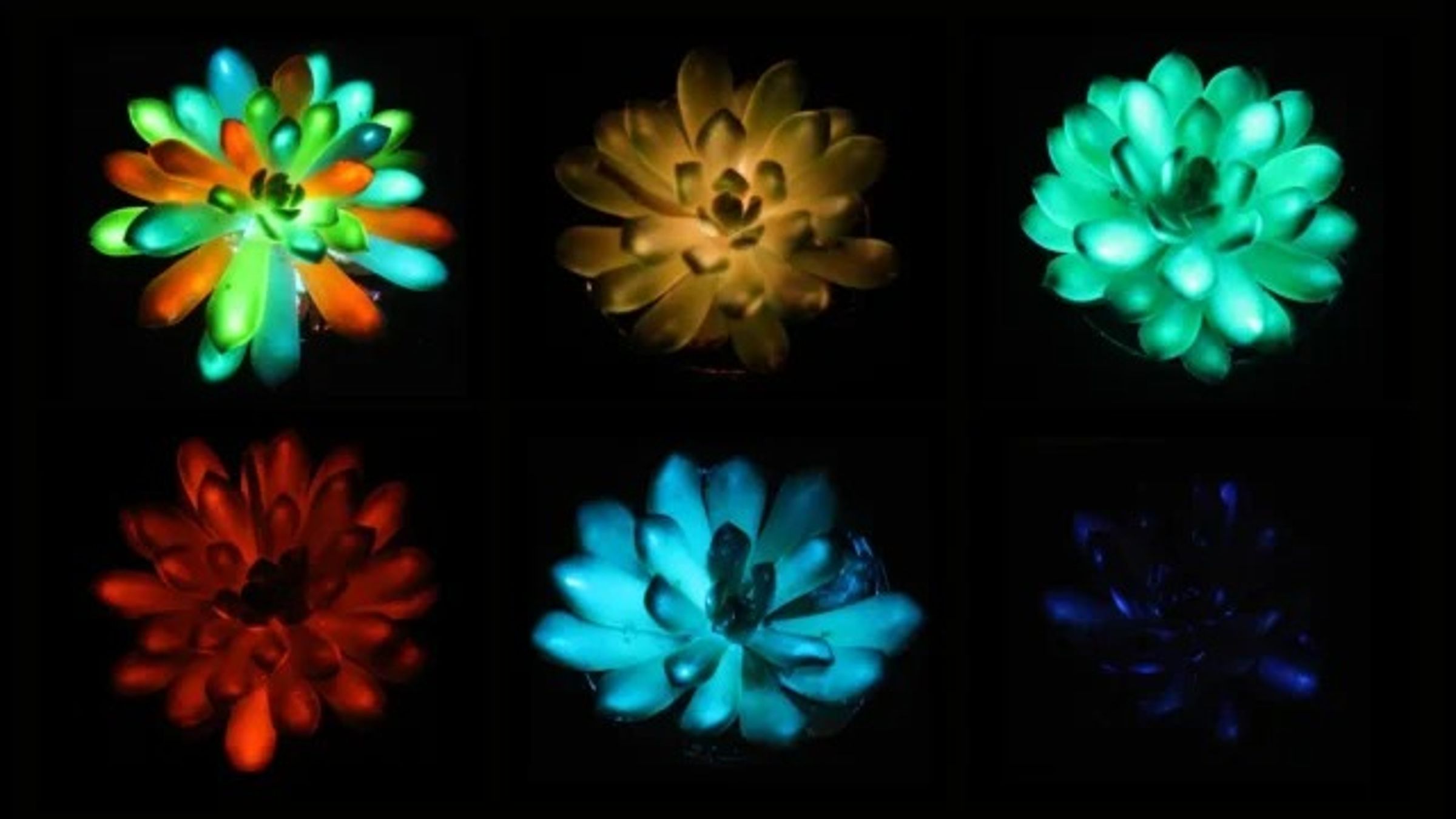 中國華南農業大學研究團隊成功研發出全球首批「多彩夜光多肉植物」。（翻攝自multimedia）