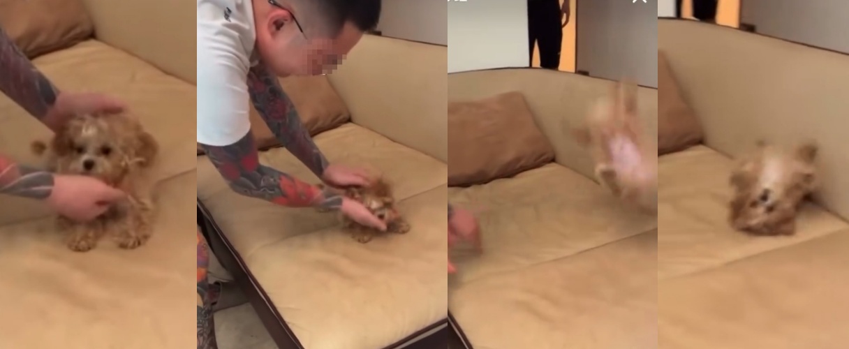 彰化一名刺青男子將虐待幼犬的影片上傳網路,畫面中幼犬遭劇烈晃動並拋擲翻轉,引發百萬網友強烈譴責。(翻攝自threads)