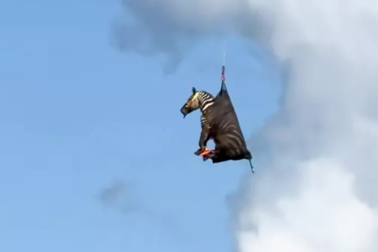 斑馬Ed在外地過了一週的漂泊生活，終於被尋獲，警方用直昇機送牠回家。（翻攝Rutherford County Sheriff's Office臉書）