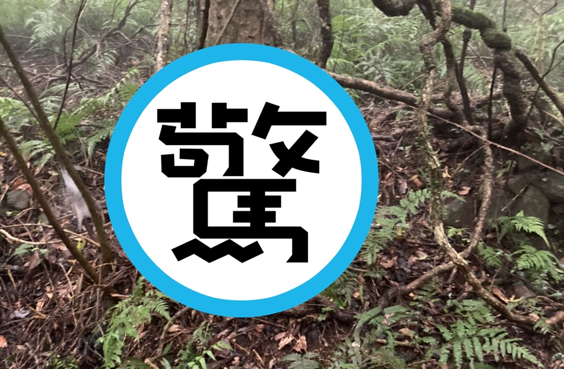 近日陽明山二子坪步道附近出現「仙氣怪鳥」,陽管處接獲通報後,已成功誘捕。(翻攝自陽明山國家公園 臉書粉專)