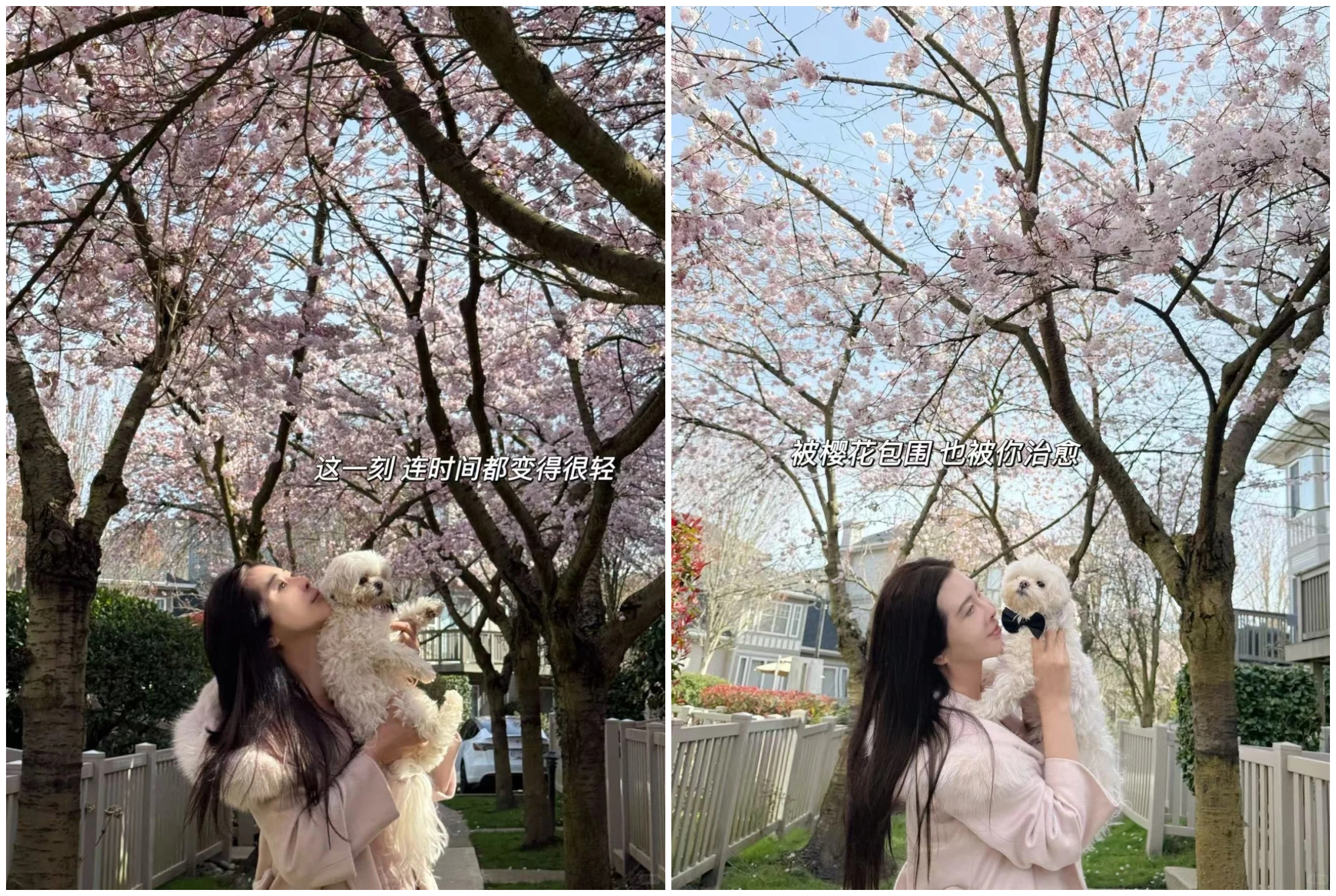 王祖賢抱著愛犬「智悟」,被漫天櫻花包圍。(翻攝小紅書)