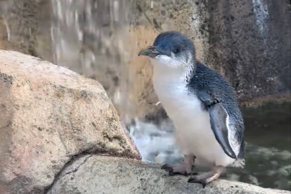 拉茲迎來25歲生日,是目前世界上最年長的小藍企鵝。(翻攝Cincinnati Zoo & Botanical Garden臉書)