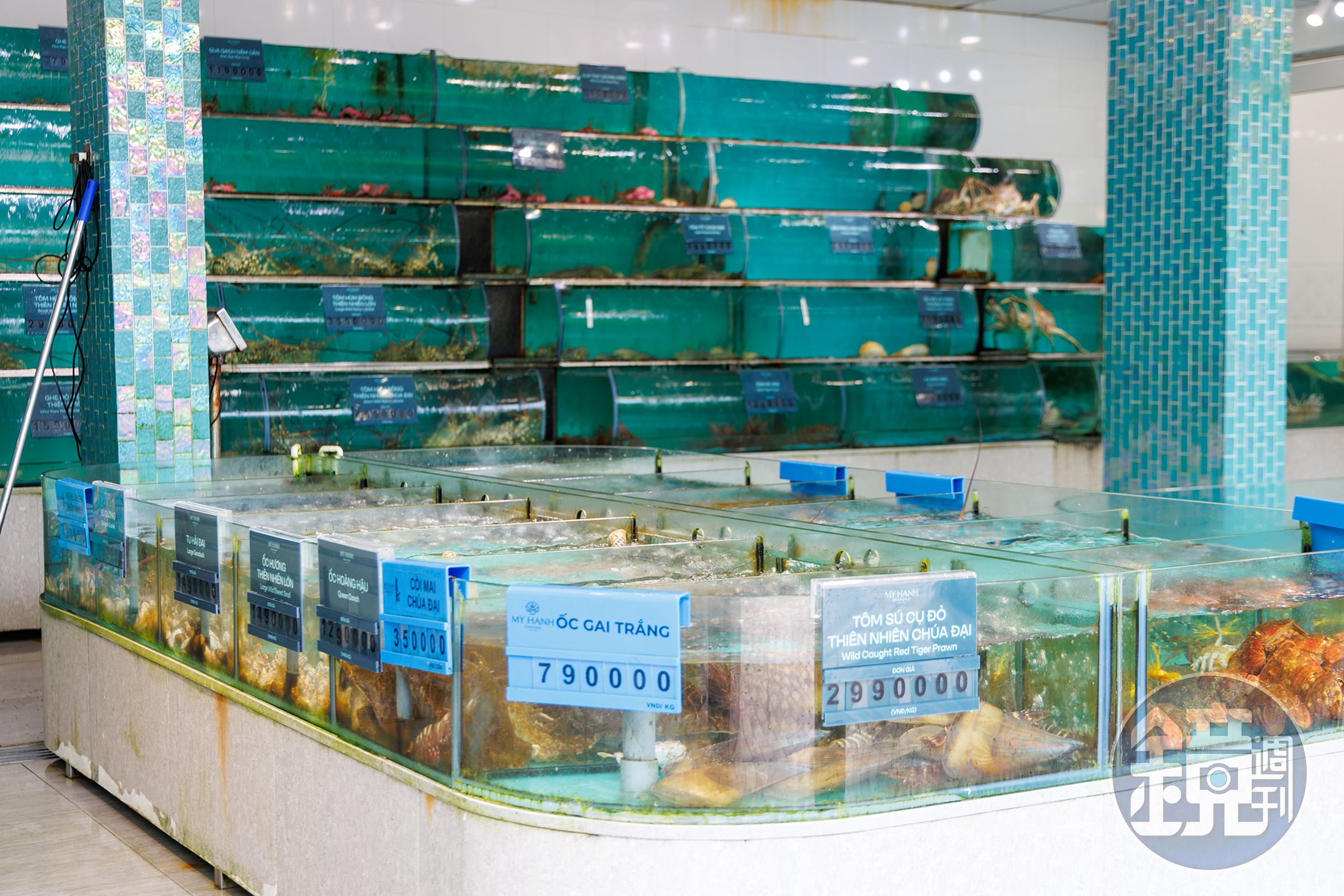 My Hanh Seafood餐廳門口前，能看到養殖在水缸裡活跳跳的生猛海鮮。