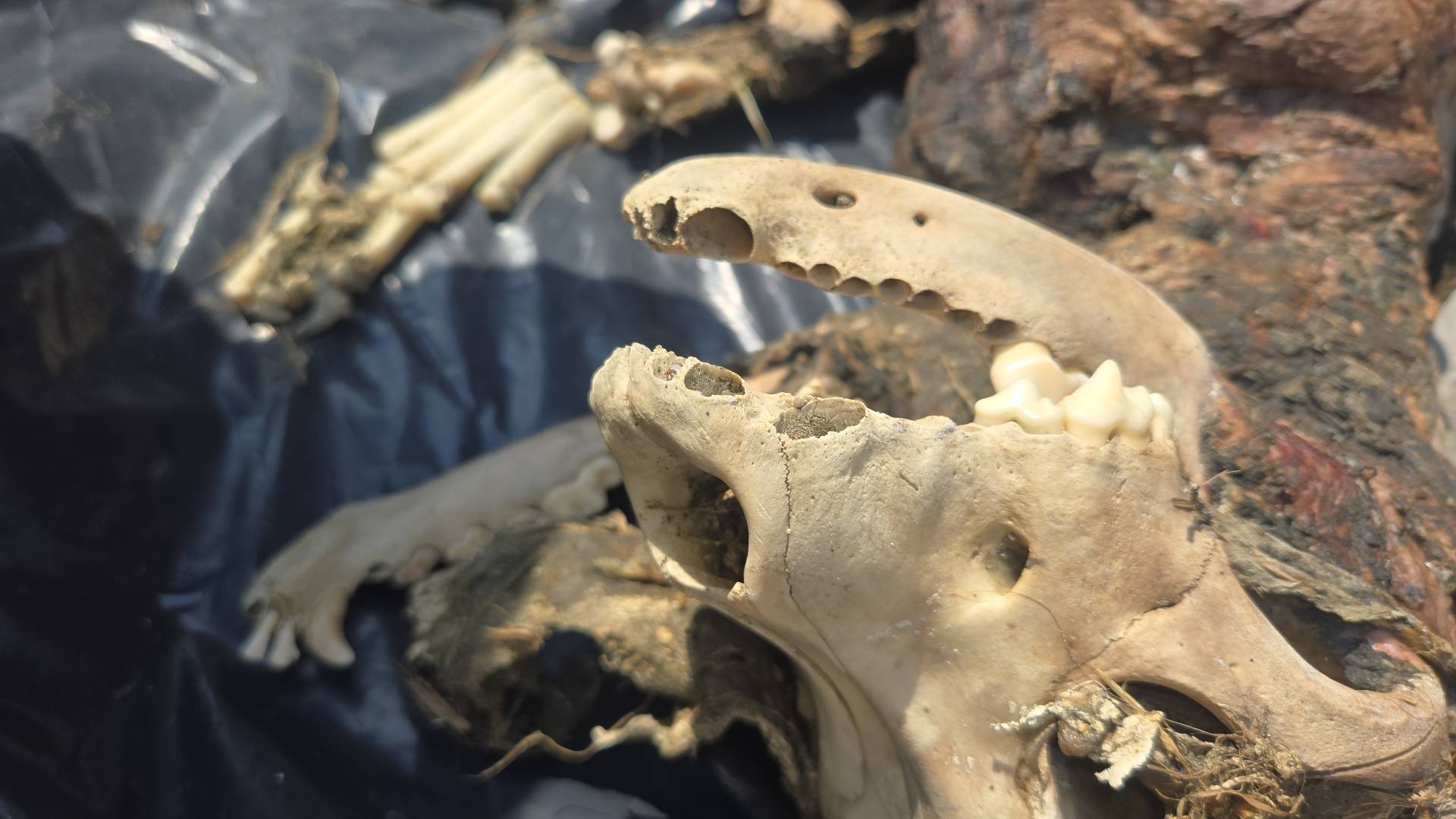 動保人士13日在伸港海邊一處隱蔽草叢中，尋獲1具高度腐爛且死狀悽慘的犬隻遺體「健康」。（翻攝畫面）