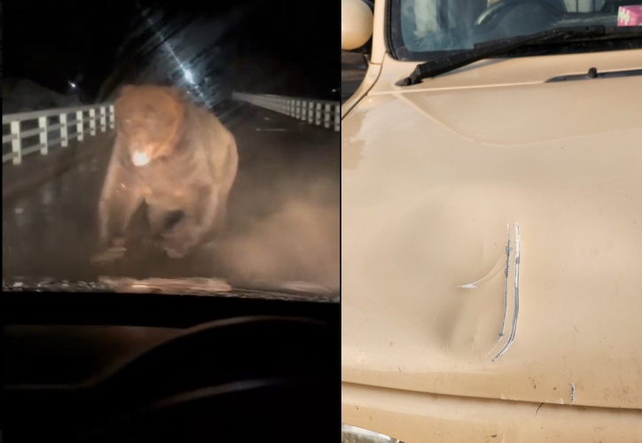 北海道桑田牧場驚傳熊襲事件，棕熊猛拍車頭造成引擎蓋凹陷，現場畫面曝光引發網友熱議。（翻攝自X/(有)桑田牧場　公式従業員）