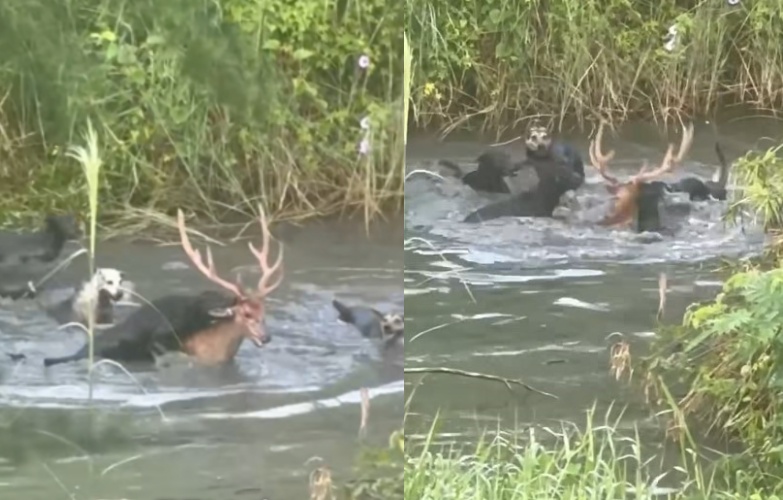 浪犬集體追咬梅花鹿，鹿跳水逃命仍未脫險。（翻攝自馬頭山自然人文協會臉書）