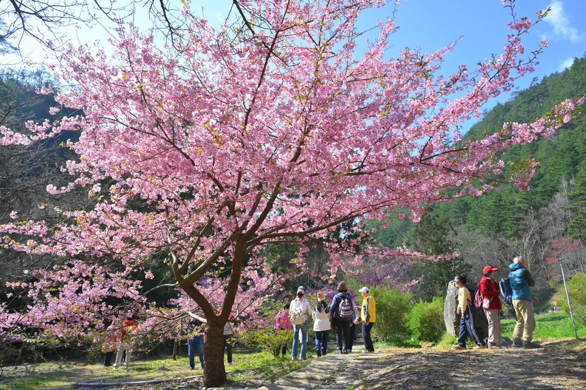 武陵農場櫻花季交通管制期限已經延長至3月2日。（翻攝武陵農場臉書）