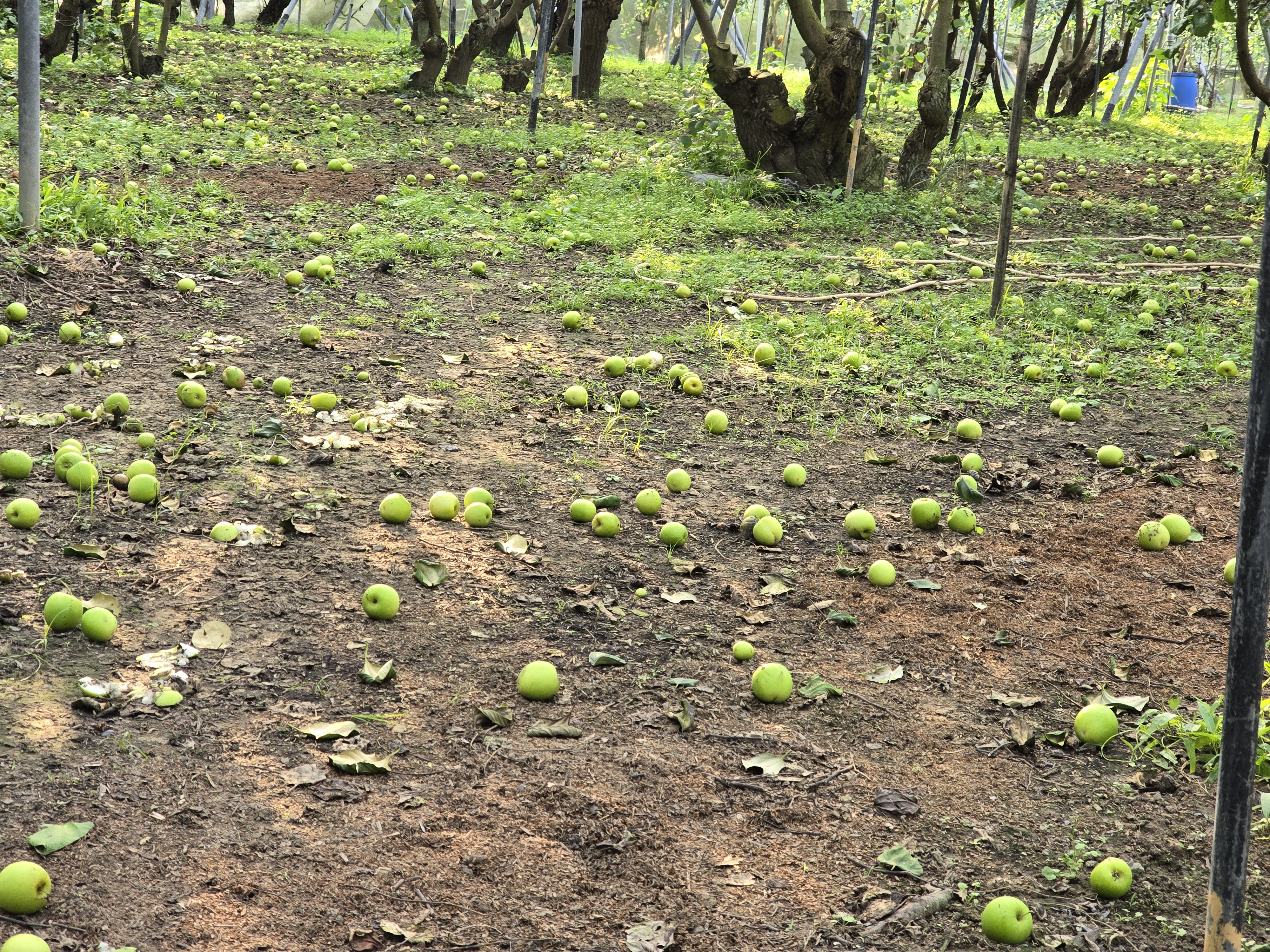 強震衝擊導致正值成熟期的棗、楊桃落果，南市即日起至2月11日受理現金救助申請。（南市農業局提供）