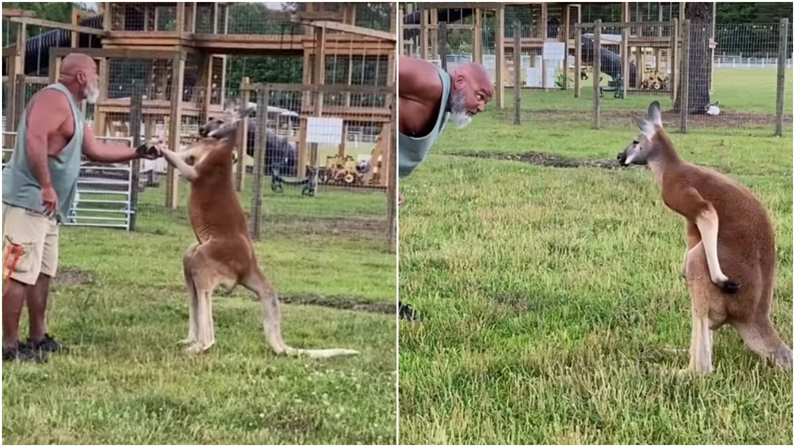 一名男子經常與袋鼠打鬧，如今卻被發現陳屍在袋鼠的安全圍欄之中。（翻攝自臉書@Star Farm ）