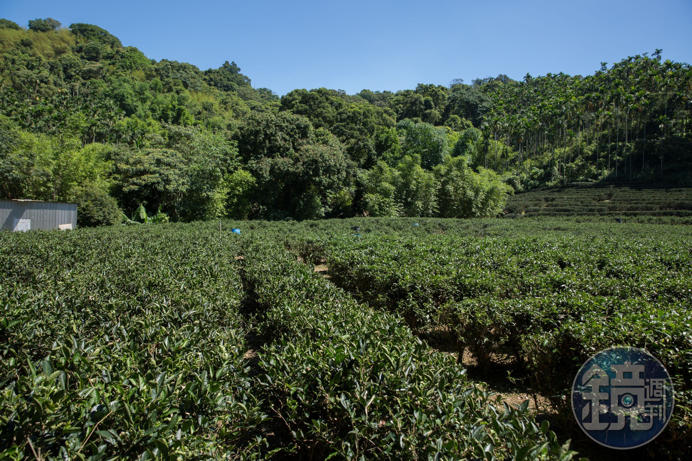 天芳茶行位於山區的有機茶園,由於不用農藥,因此生態多元,到了冬天,常見有山豬覓食,牠們會在茶徑旁挖土掘蚯蚓來吃,多到為患時,還得請原住民獵人來捕獵。