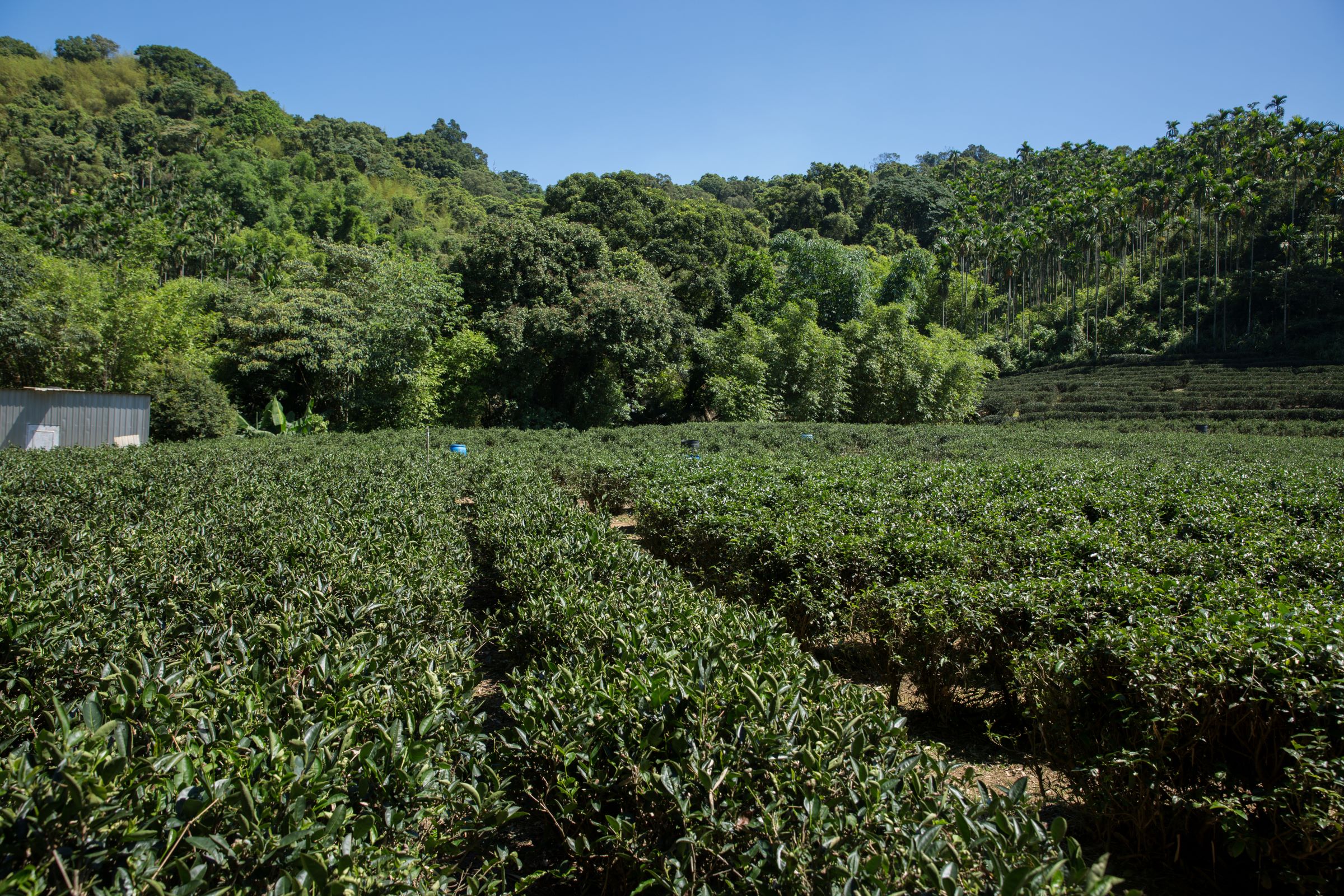 天芳茶行位於山區的有機茶園，由於不用農藥，因此生態多元，到了冬天，常見有山豬覓食，牠們會在茶徑旁挖土掘蚯蚓來吃，多到為患時，還得請原住民獵人來捕獵。