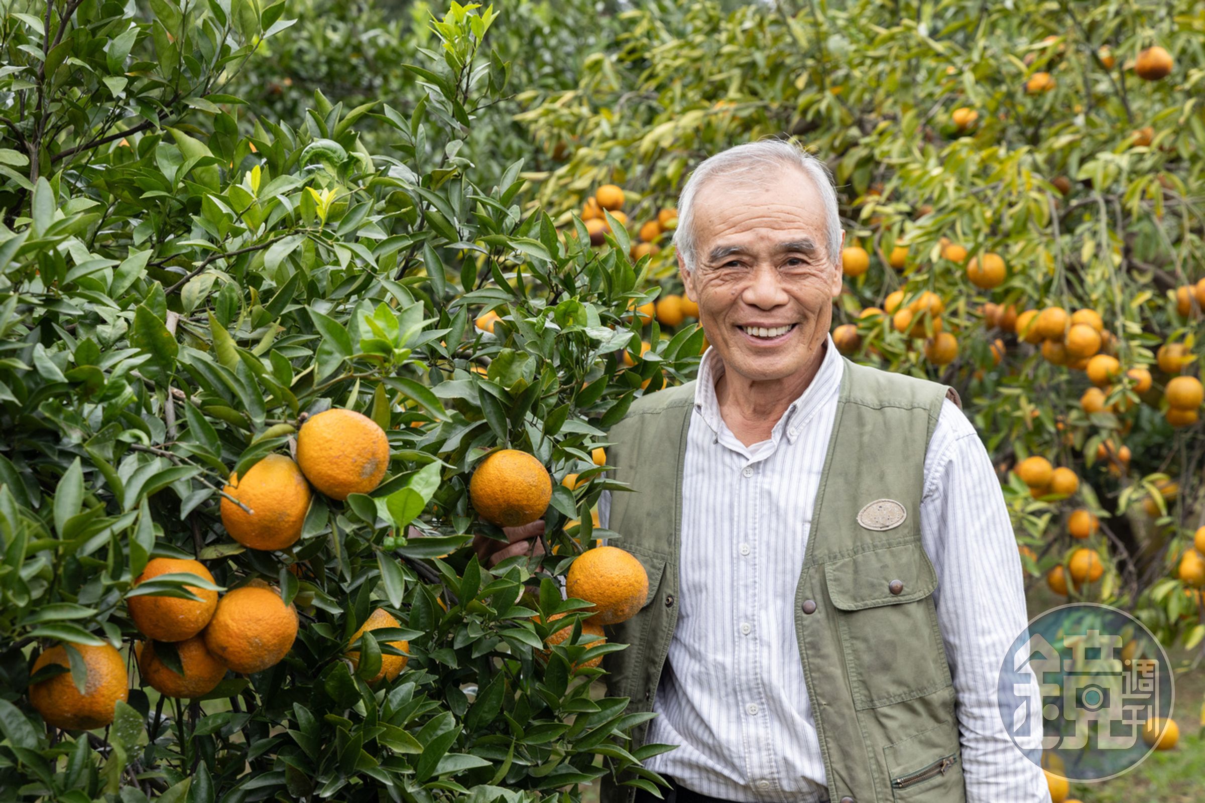 種植桶柑近40年的老老闆陳運南，也會親自帶領遊客採果。