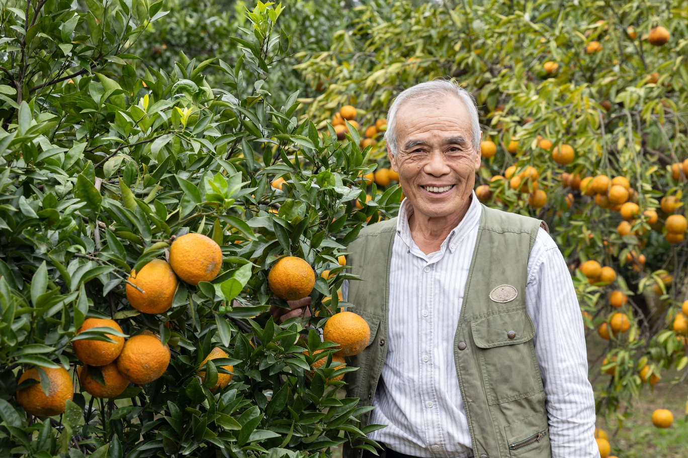 種植桶柑近40年的老老闆陳運南，也會親自帶領遊客採果。