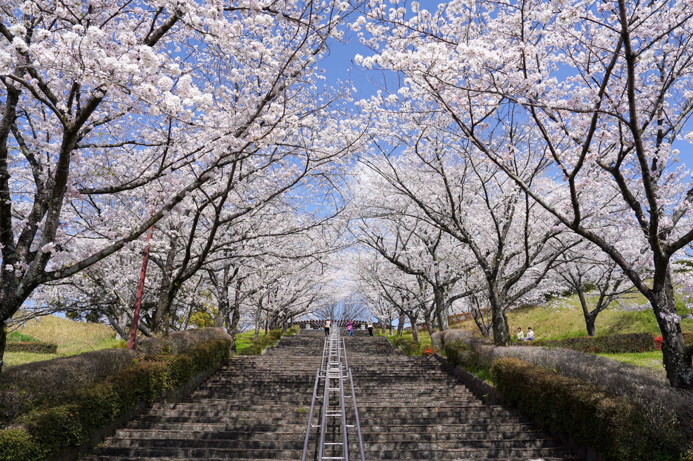 台積電於日本興建首座熊本廠，距離九州著名賞櫻名所「菊池公園」，開車僅約20分鐘。（睿玟管理顧問有限公司提供）