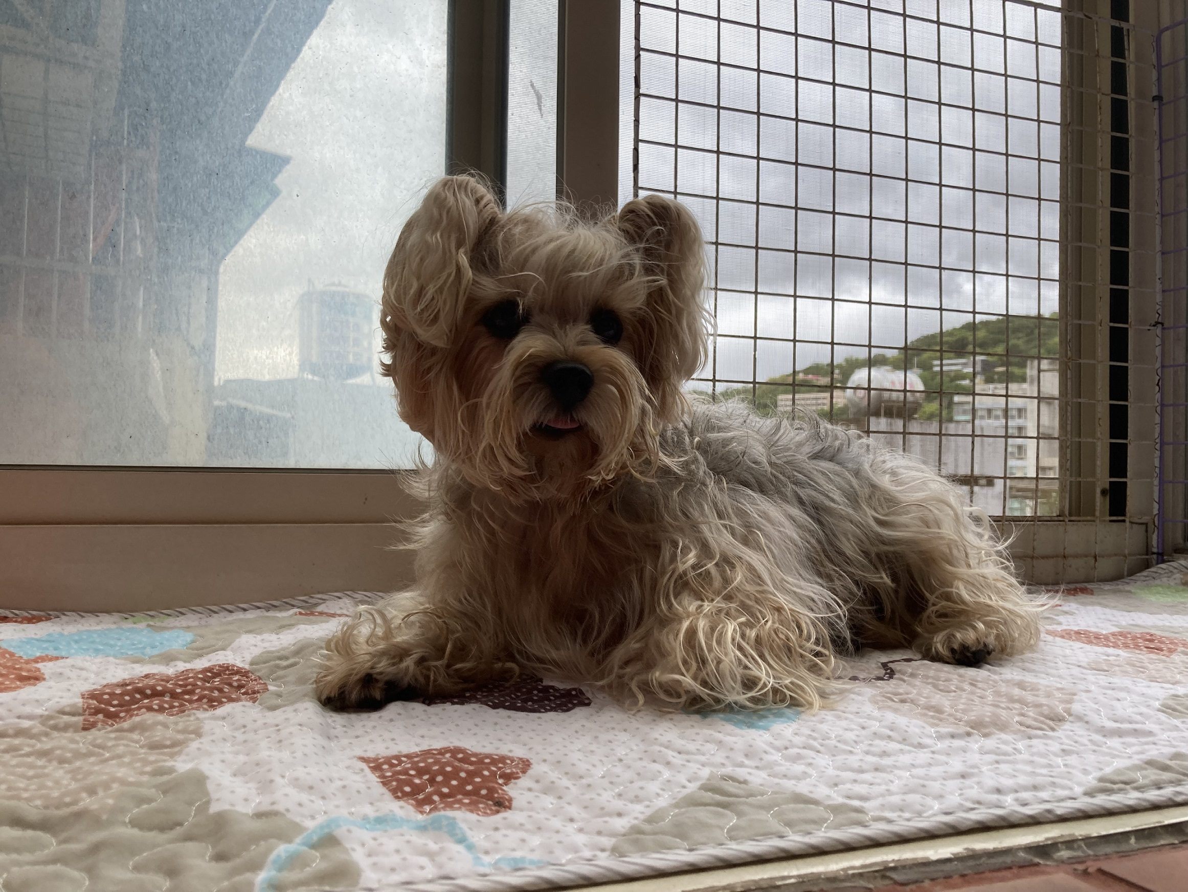 飼主應多加注意家中門窗防護，避免憾事發生。（示意圖，非當事犬，北市動保處提供）