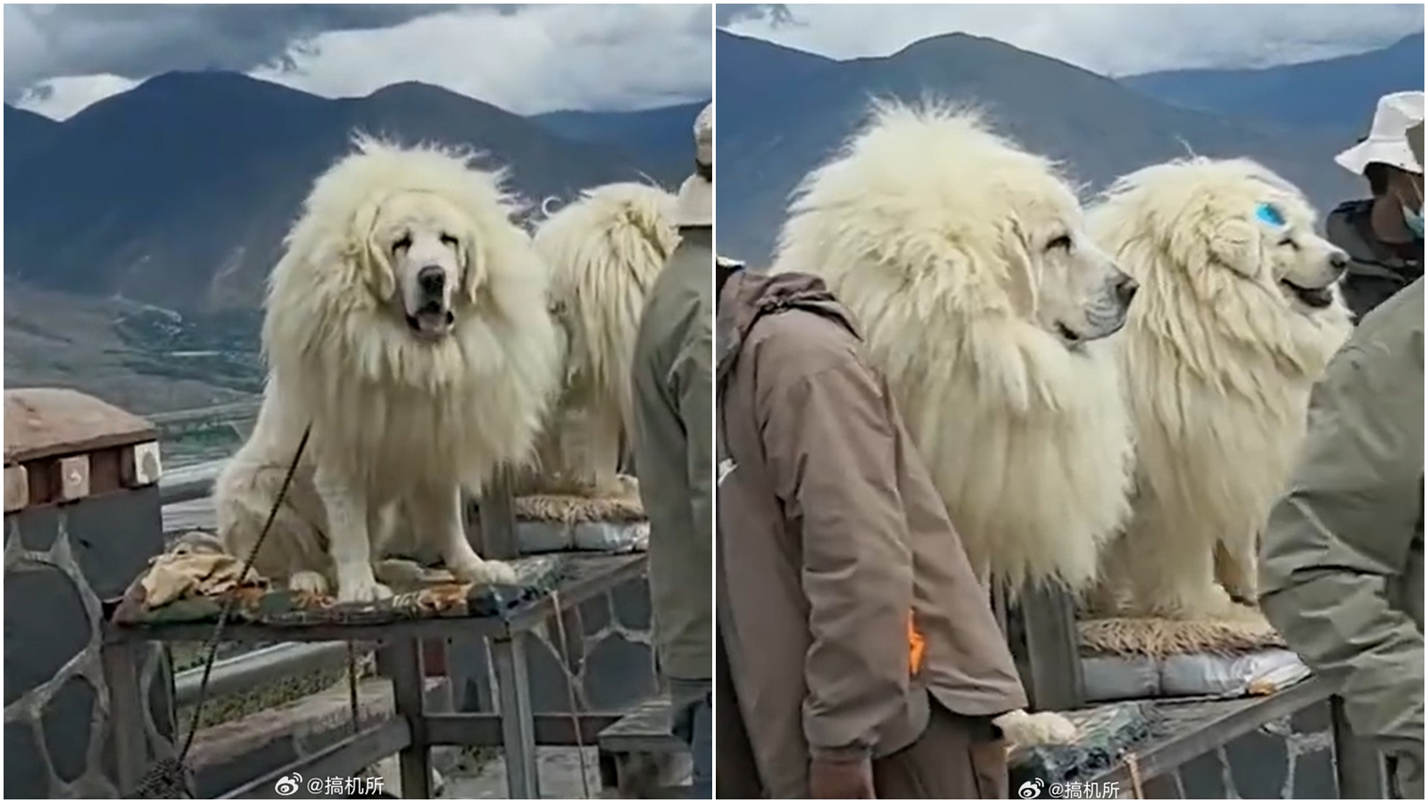 有網友發現西藏知名景點與藏獒合影的犬隻竟是拉布拉多、薩摩耶所假扮的。（翻攝自微博）