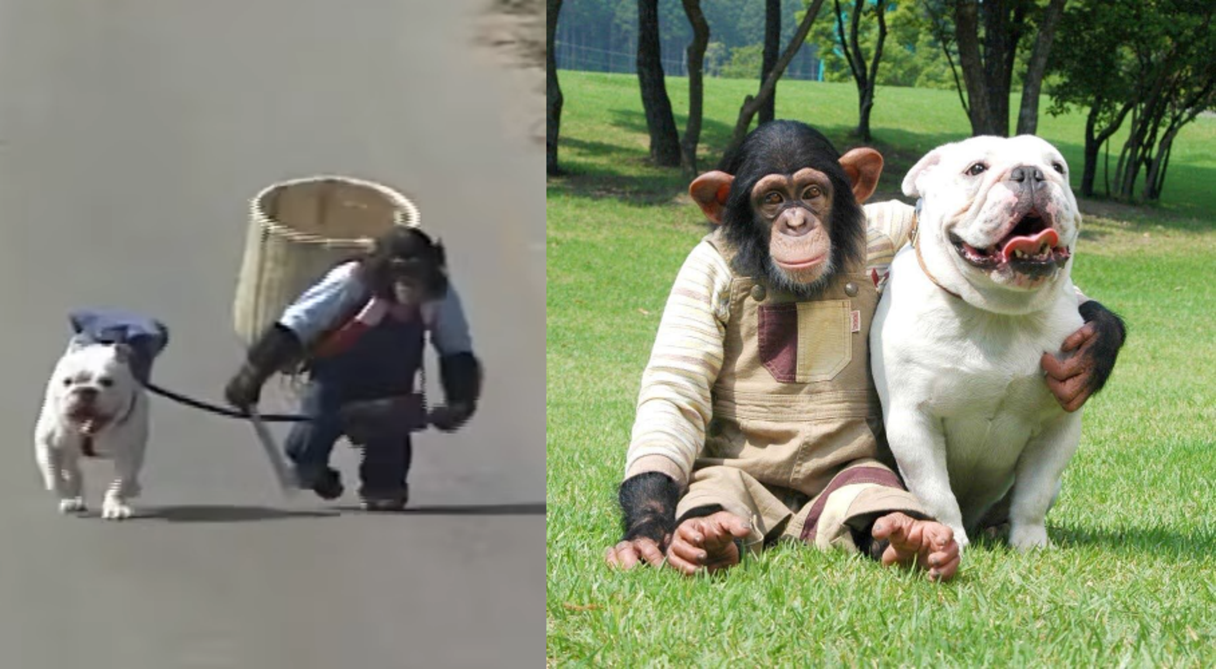 日本經典綜藝《天才!志村動物園》人氣單元「狗狗猩猩大冒險」。(翻攝自YT、臉書)