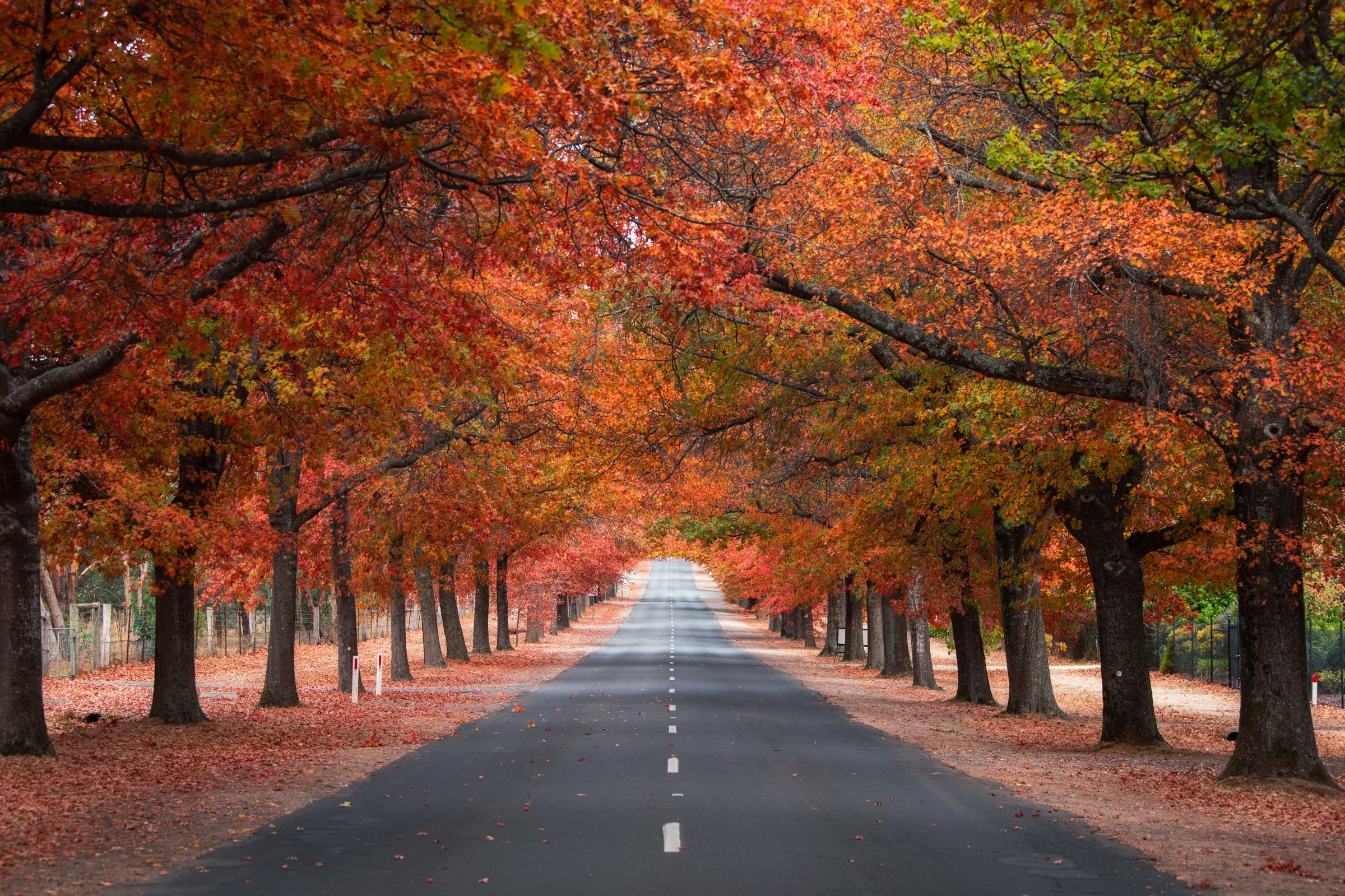 秋季行駛於墨爾本近郊林間道路,層層楓紅交織成拱形林蔭,將整段自駕旅程染上溫暖色調。(百軒廣告提供)