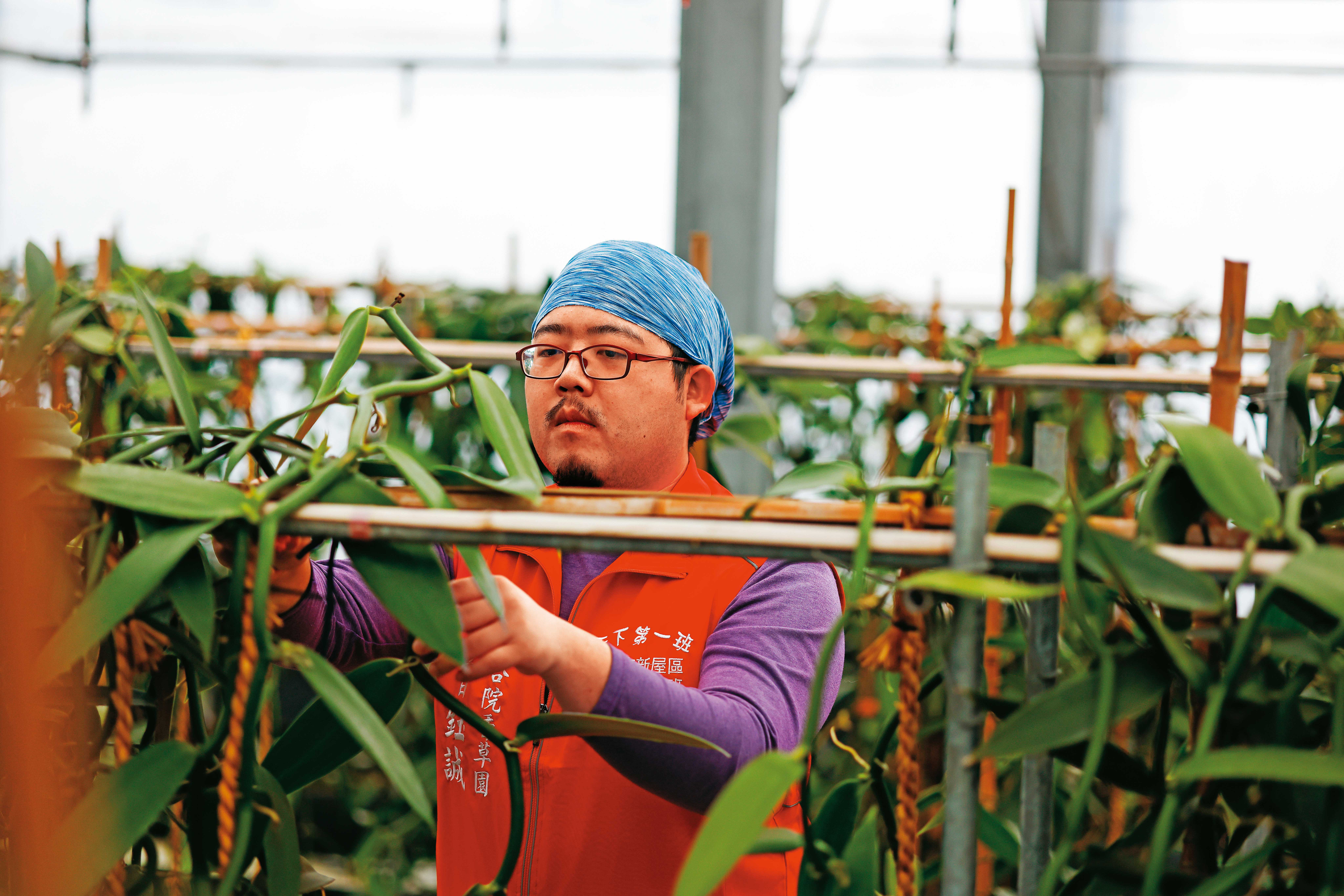 曾鈺誠本來從事保險業務，在疫情過後也回家幫忙種植香莢蘭。