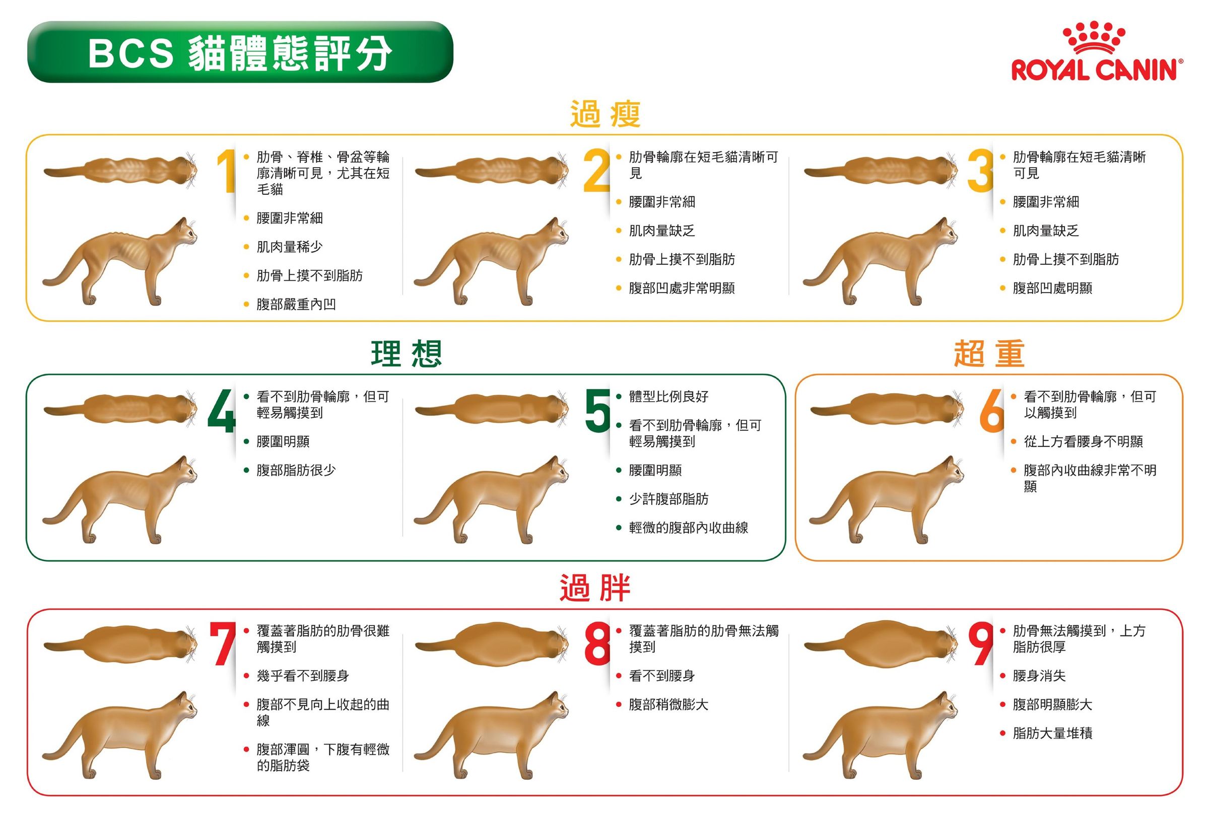 法國皇家BCS（Body Condition Score）貓體態評分表 （法國皇家提供）