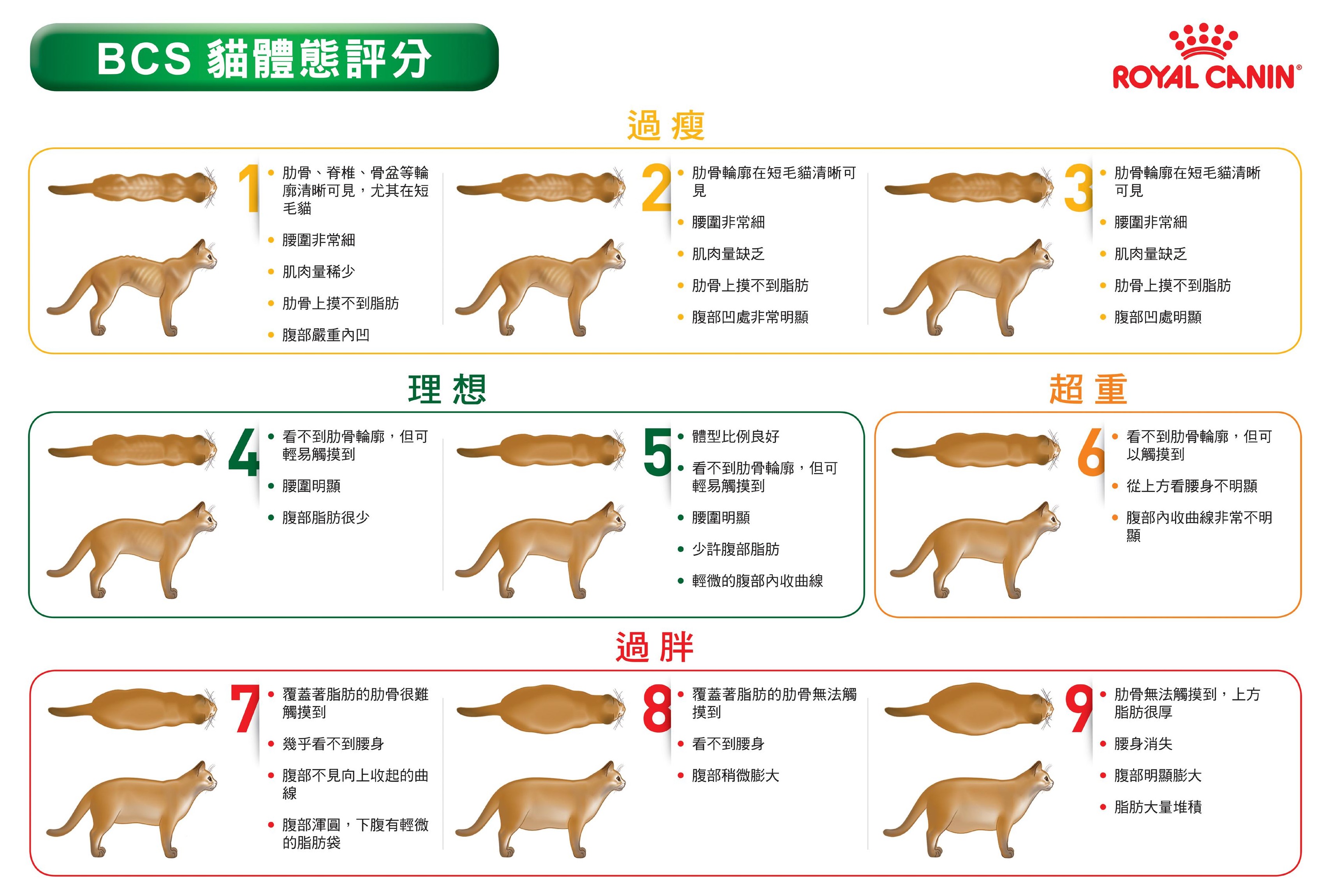 法國皇家BCS（Body Condition Score）貓體態評分表 （法國皇家提供）