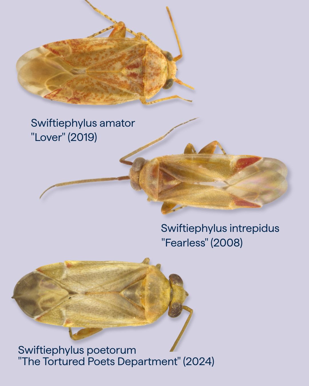 科學家以泰勒絲3張專輯為靈感,分別將新發現的昆蟲命名為「Swiftiephylus amator」「Swiftiephylus intrepidus」及「Swiftiephylus poetorum」,對應《Lover》《Fearless》與《The Tortured Poets Department》。(翻攝De Gruyter Brill linkedin)
