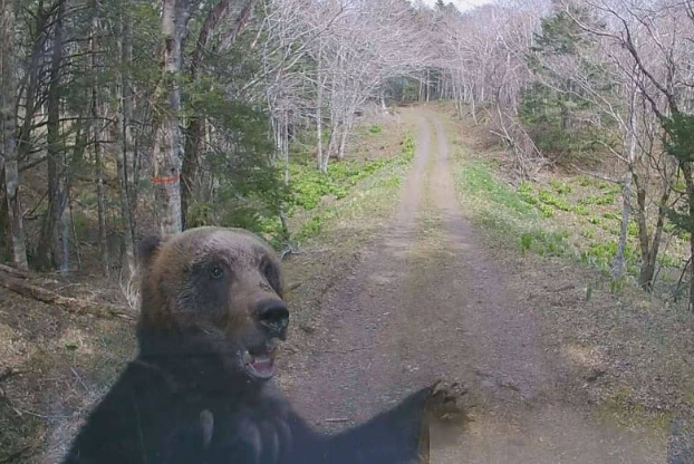 北海道棕熊碰瓷啦!正面對決小貨車,恐怖影片曝光。(翻自X平台)