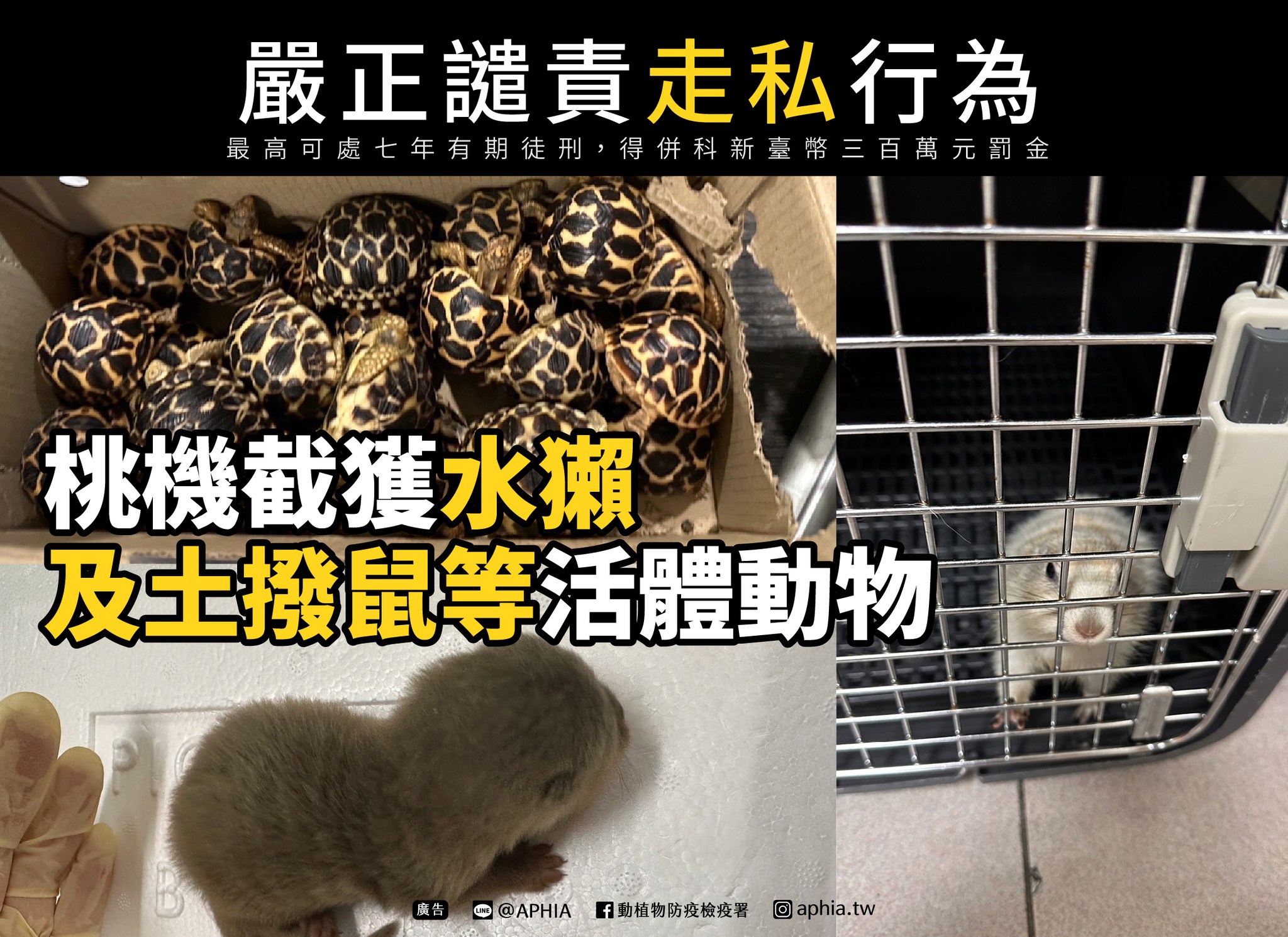 防檢署日前在從曼谷飛往台灣的越捷航空航班上，發現有人走私多隻活體動物。（翻攝自動植物防疫檢疫署臉書）