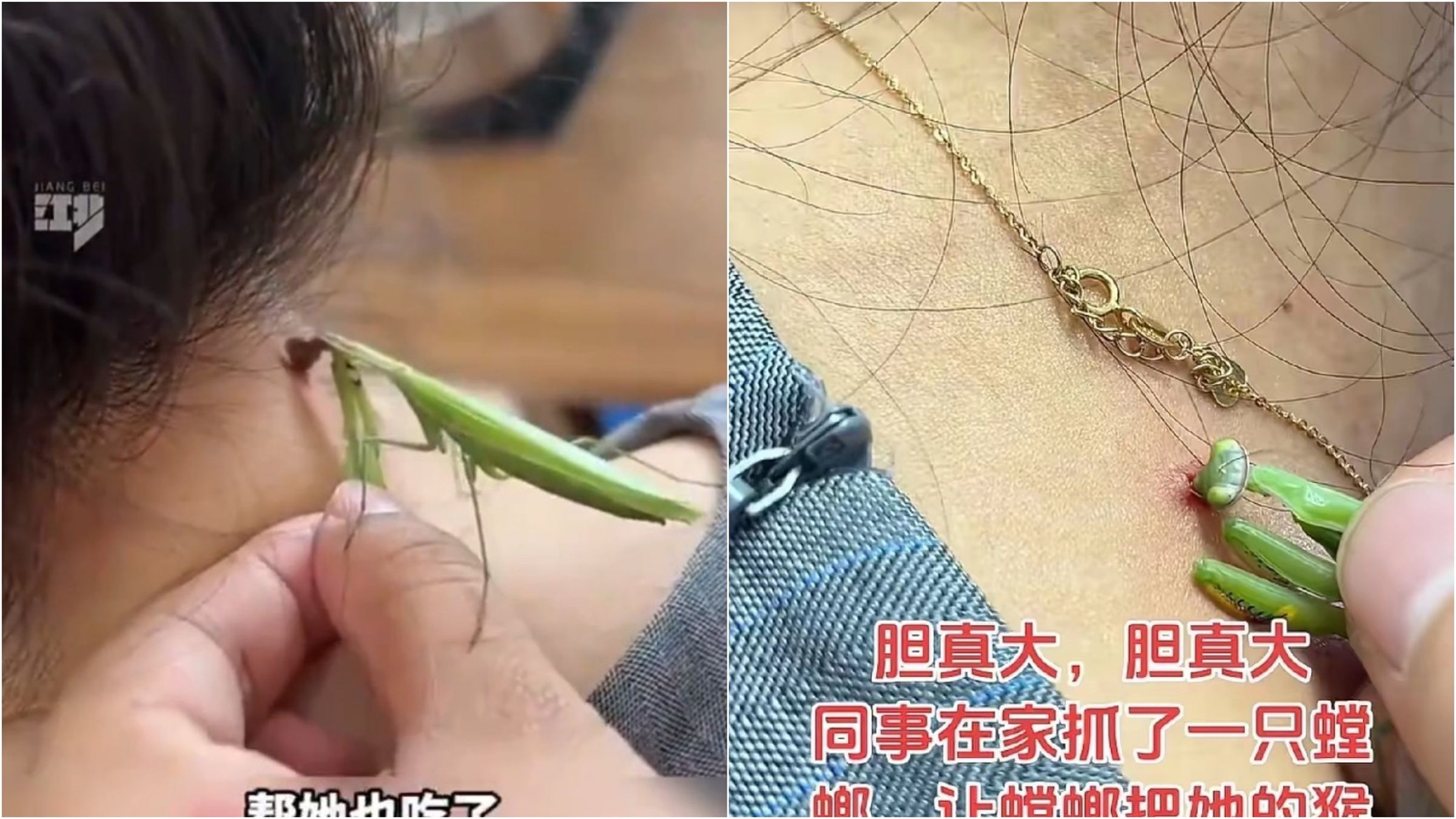 「螳螂」被中國女子拿來除身上醜醜的肉疣。(翻攝X)