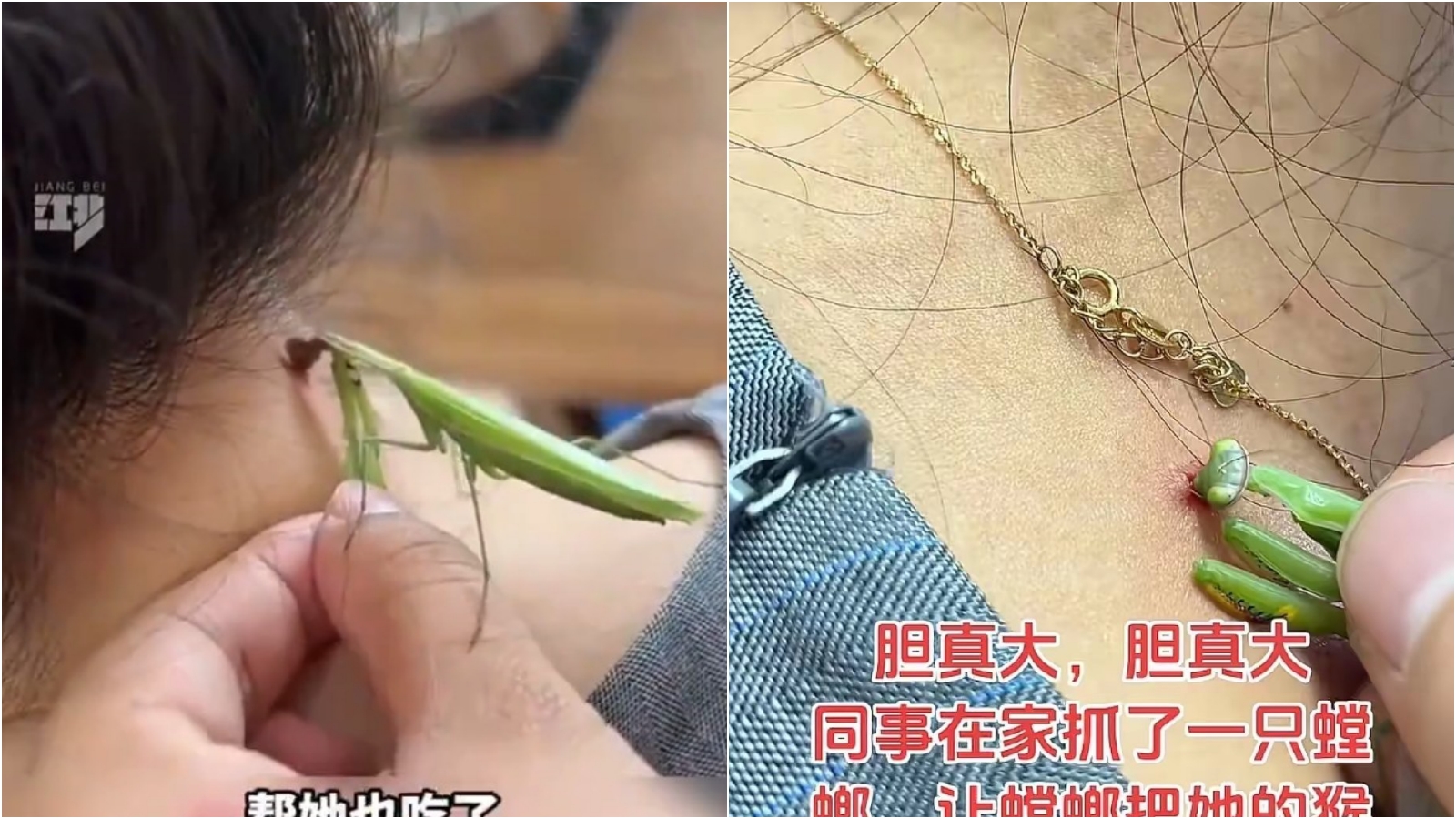 「螳螂」被中國女子拿來除身上醜醜的肉疣。（翻攝X）