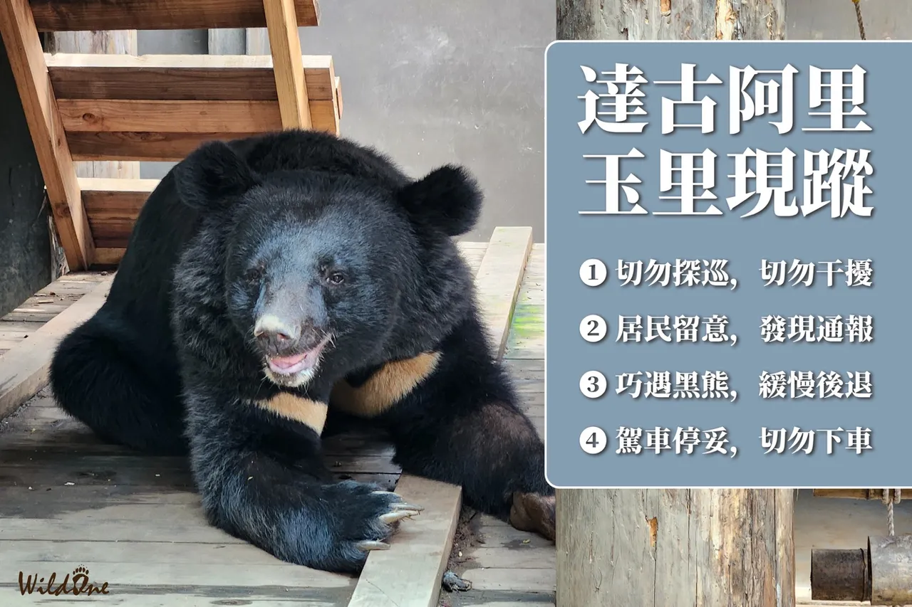 現今黑熊活動區域逐漸擴大,開始與人類生活圈重疊,林保署提醒若遇見熊時的應對方式。(林保署花蓮分署提供)