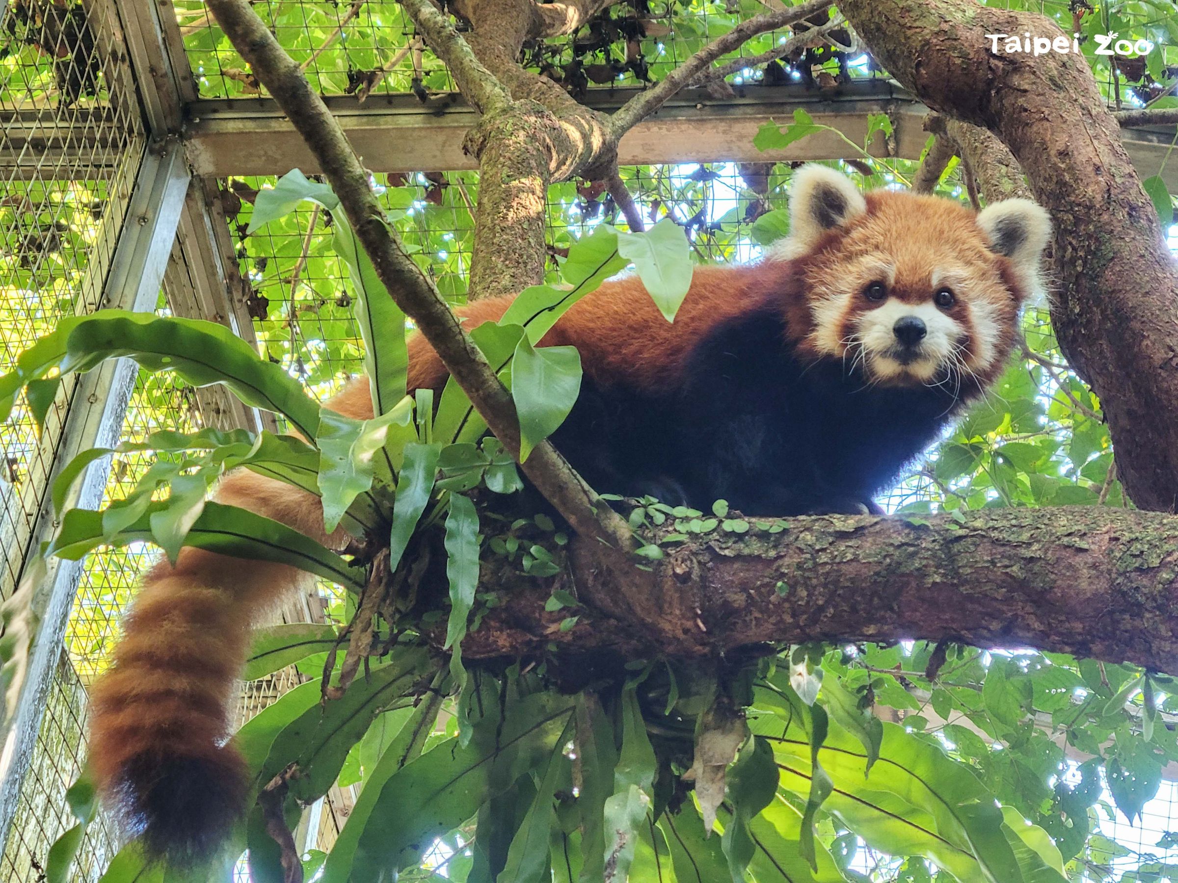台北市動物園動物慰靈祭願小貓熊「YaYa」安息。（台北市立動物園提供）