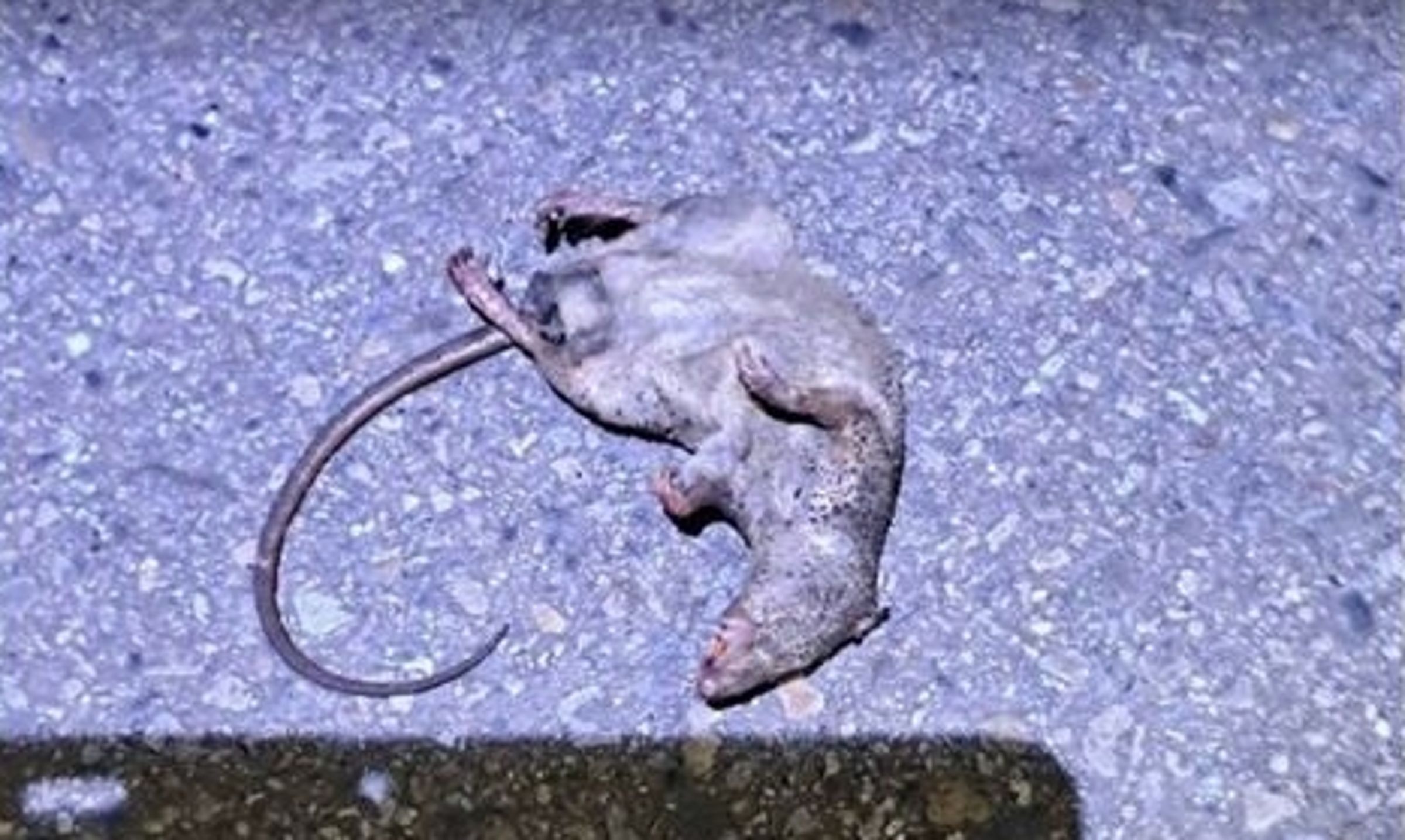 這次停電的凶手是老鼠,其咬斷高壓電線導致大停電,而牠也被高壓電線當場電死。(翻攝畫面)
