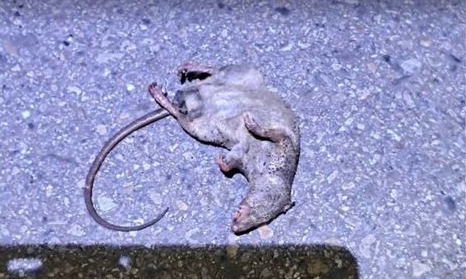 這次停電的凶手是老鼠，其咬斷高壓電線導致大停電，而牠也被高壓電線當場電死。（翻攝畫面）